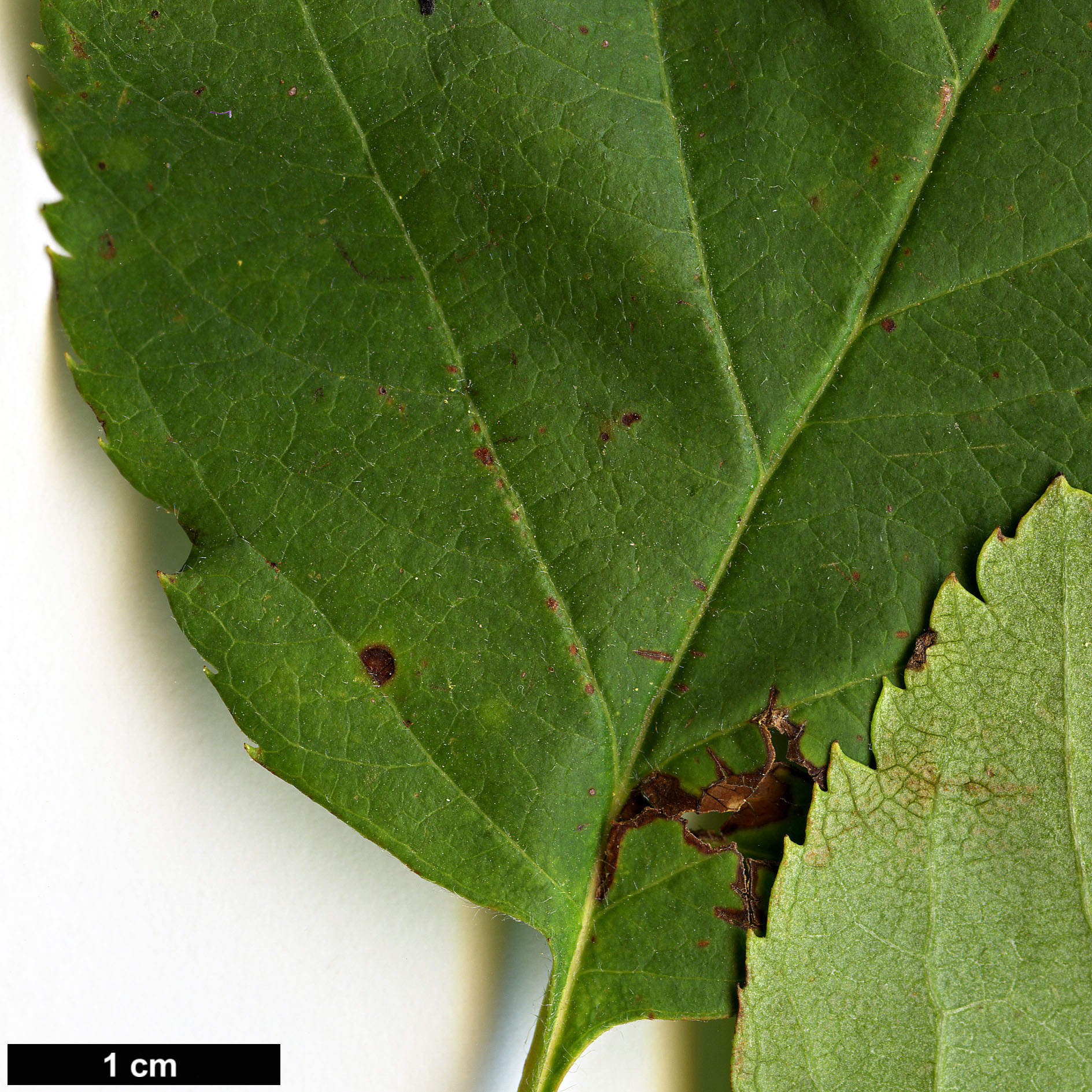 High resolution image: Family: Rosaceae - Genus: Crataegus - Taxon: dahurica