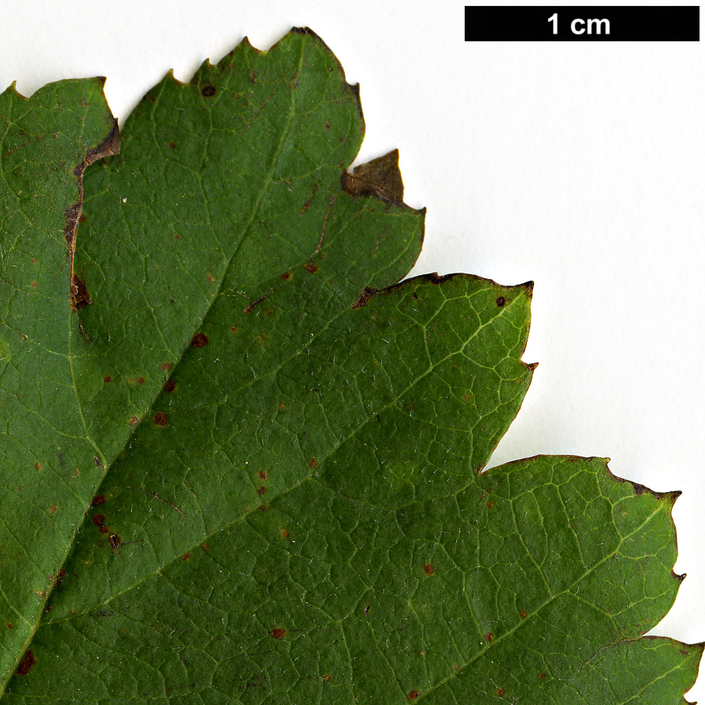 High resolution image: Family: Rosaceae - Genus: Crataegus - Taxon: dahurica