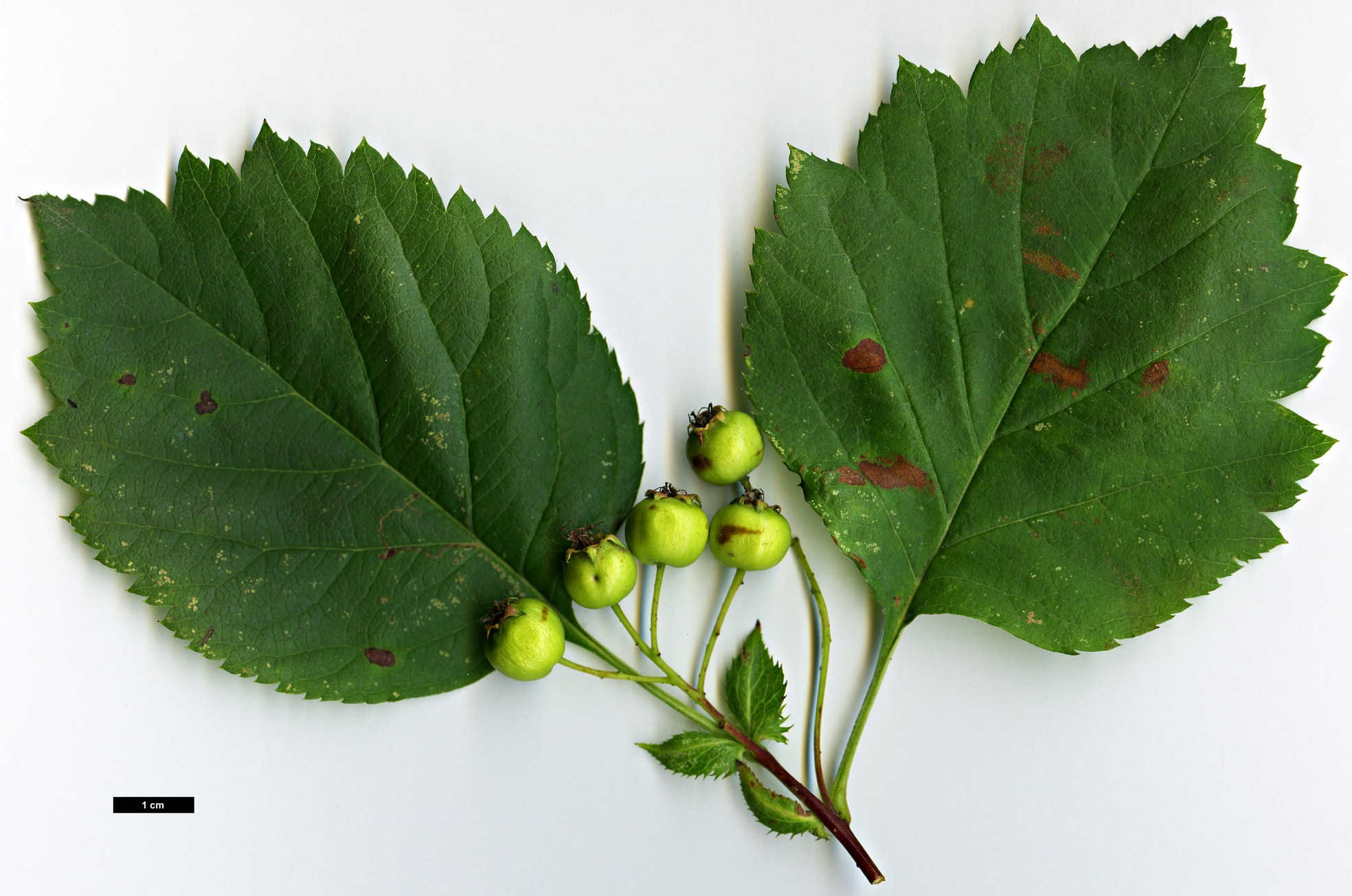 High resolution image: Family: Rosaceae - Genus: Crataegus - Taxon: dahurica