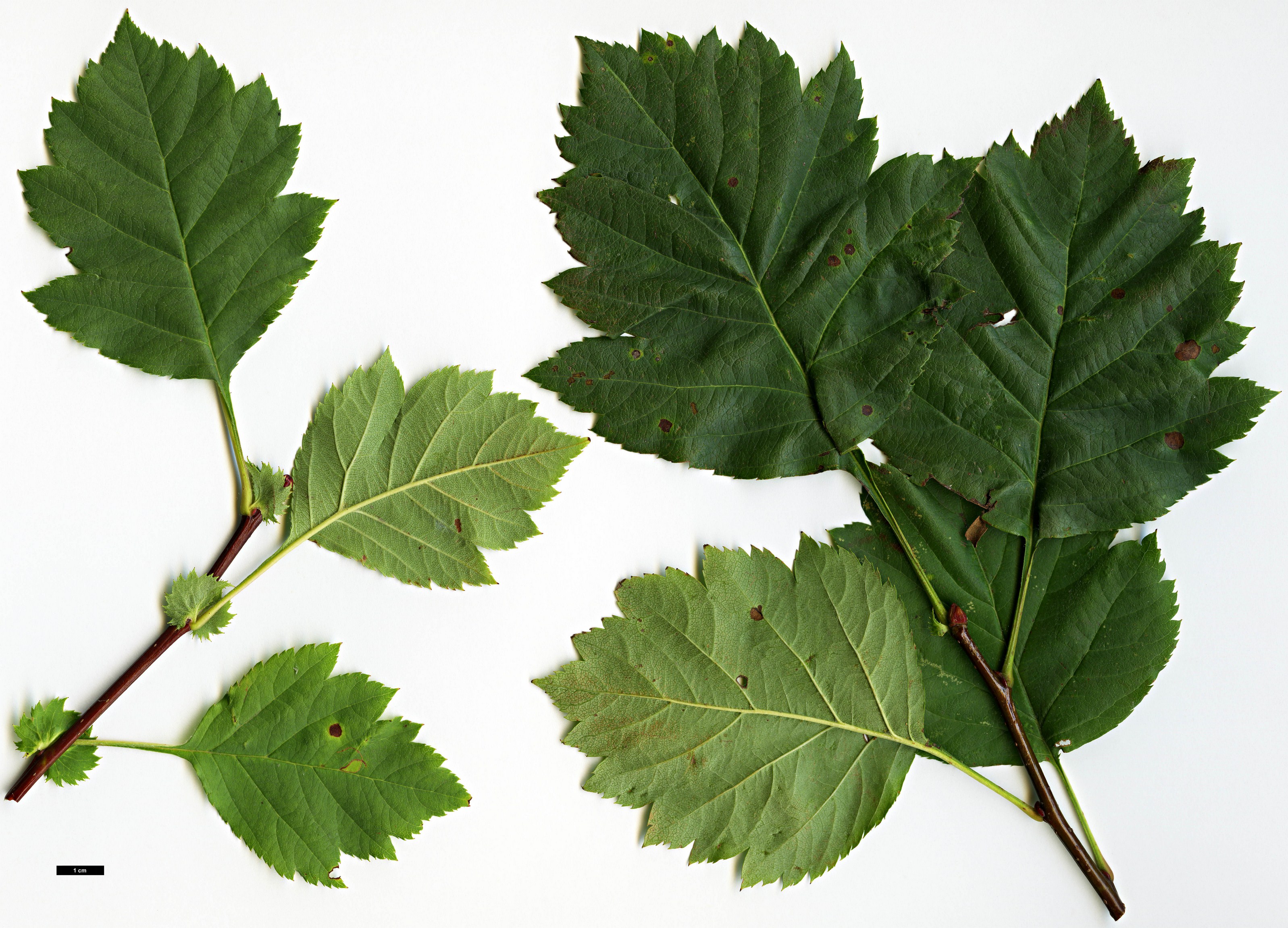 High resolution image: Family: Rosaceae - Genus: Crataegus - Taxon: dahurica