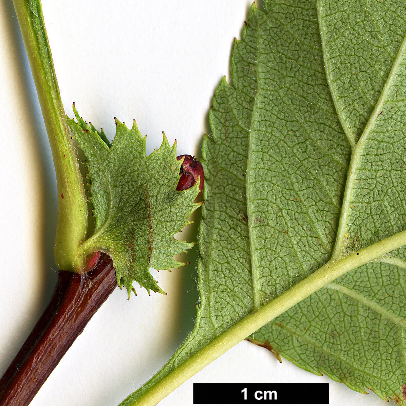 High resolution image: Family: Rosaceae - Genus: Crataegus - Taxon: dahurica