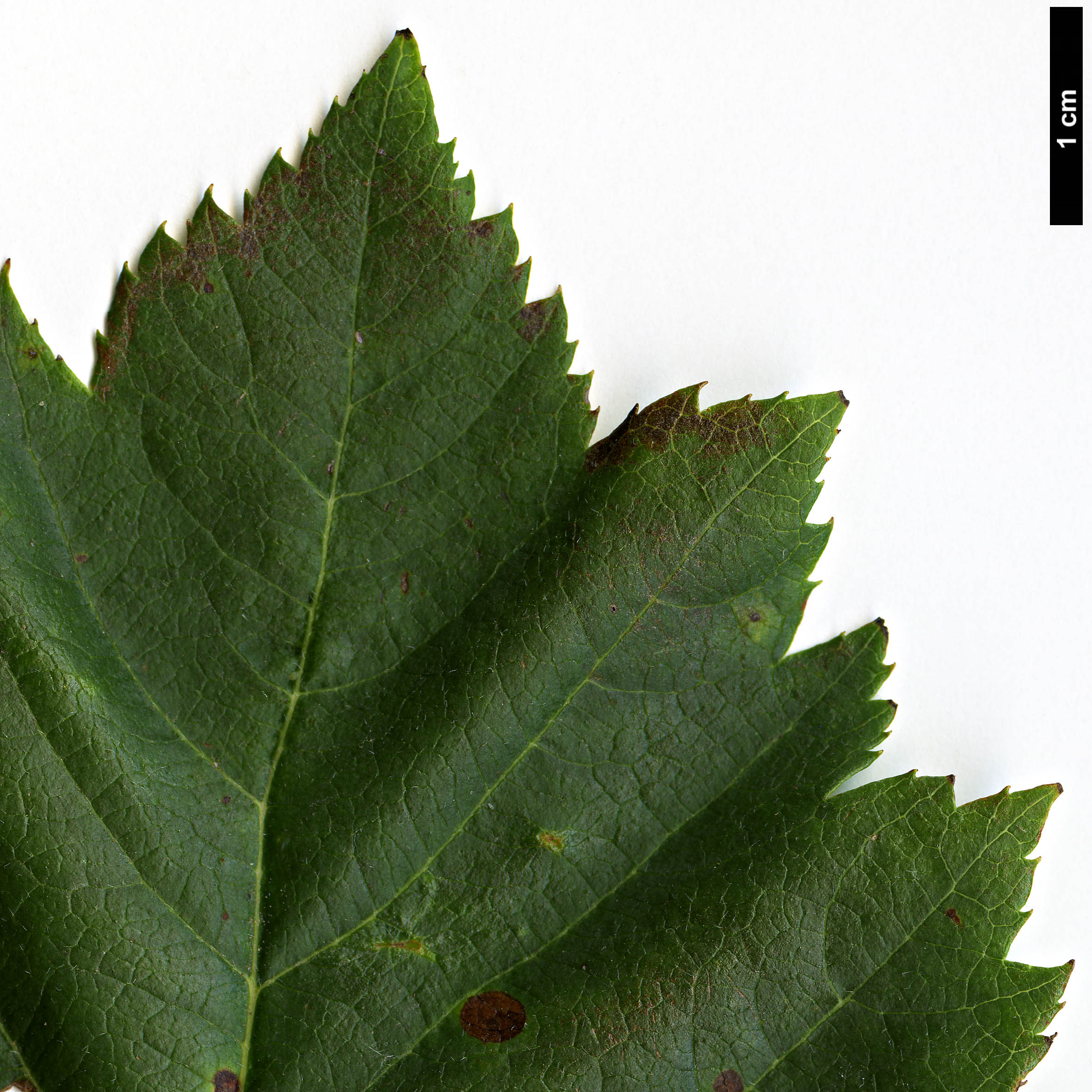 High resolution image: Family: Rosaceae - Genus: Crataegus - Taxon: dahurica