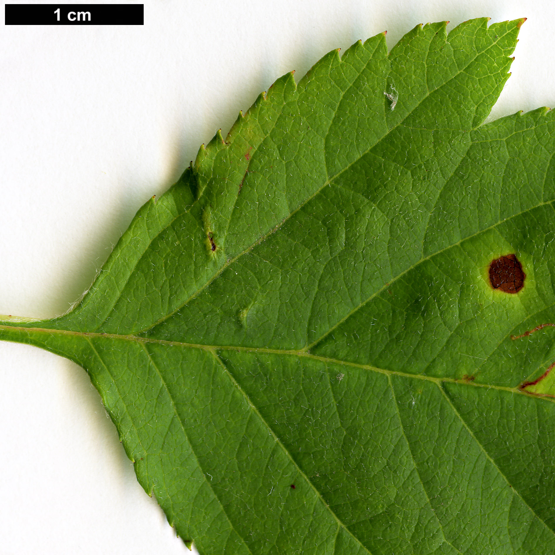 High resolution image: Family: Rosaceae - Genus: Crataegus - Taxon: dahurica