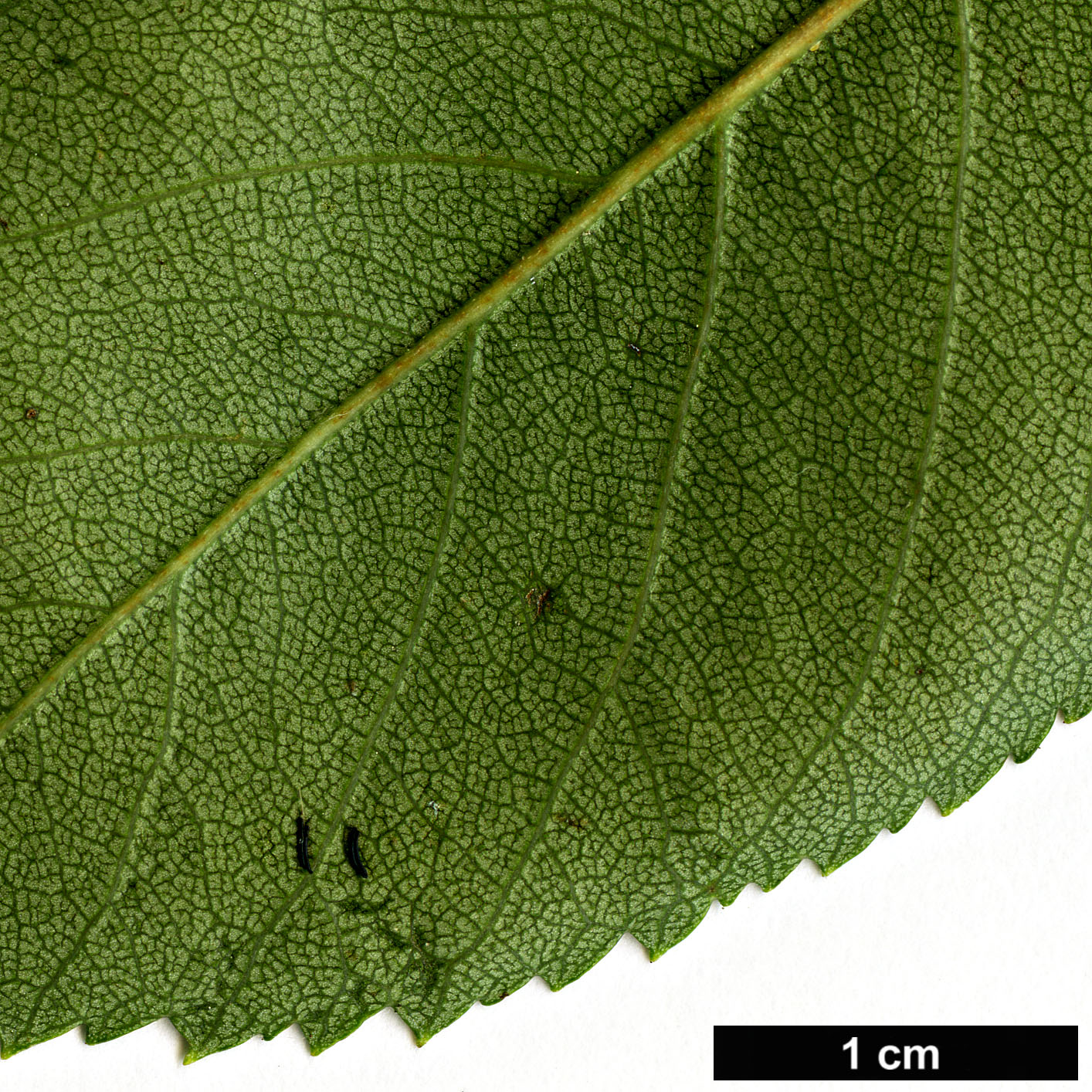 High resolution image: Family: Rosaceae - Genus: Crataegus - Taxon: dodgei