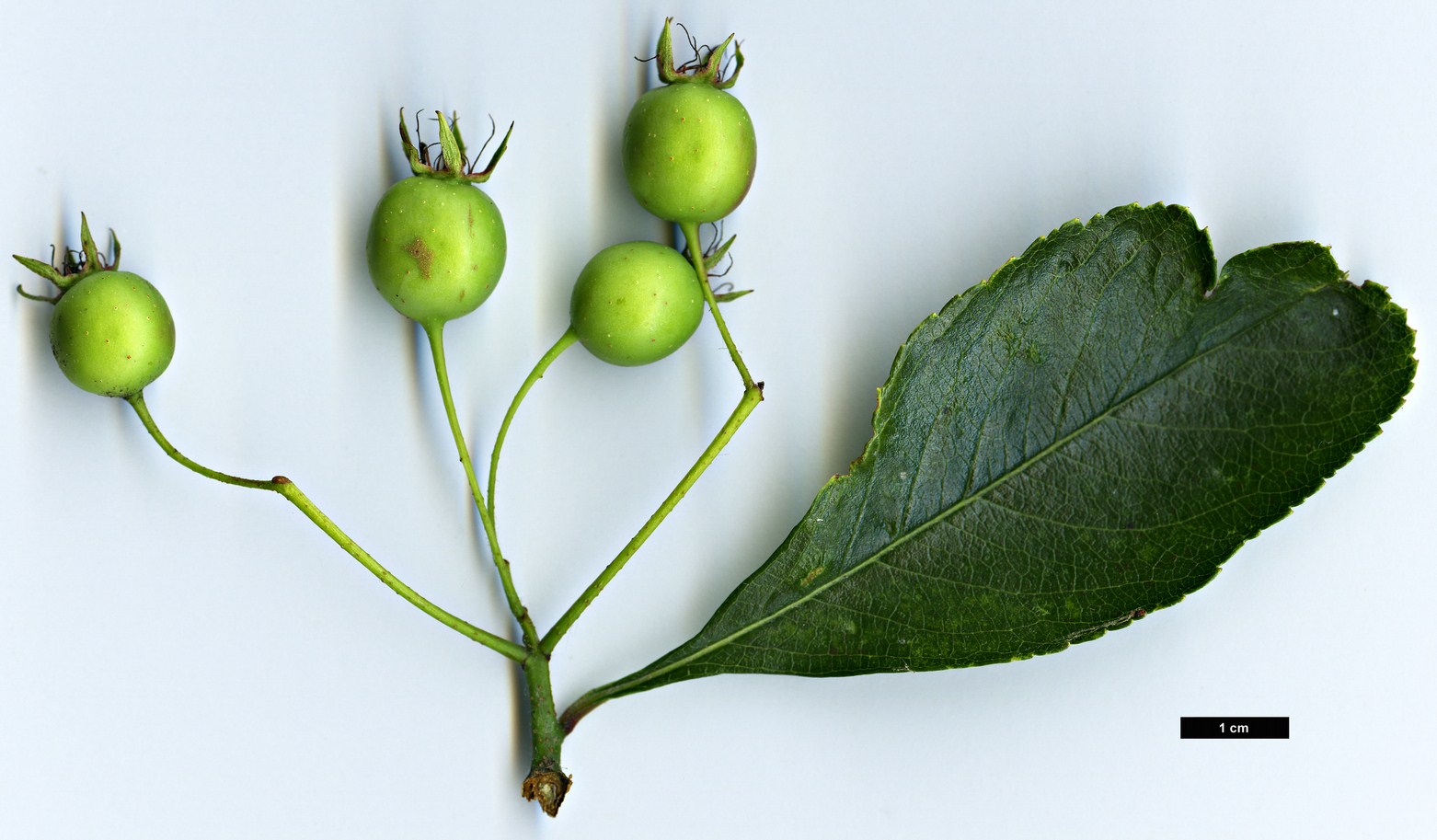 High resolution image: Family: Rosaceae - Genus: Crataegus - Taxon: dodgei