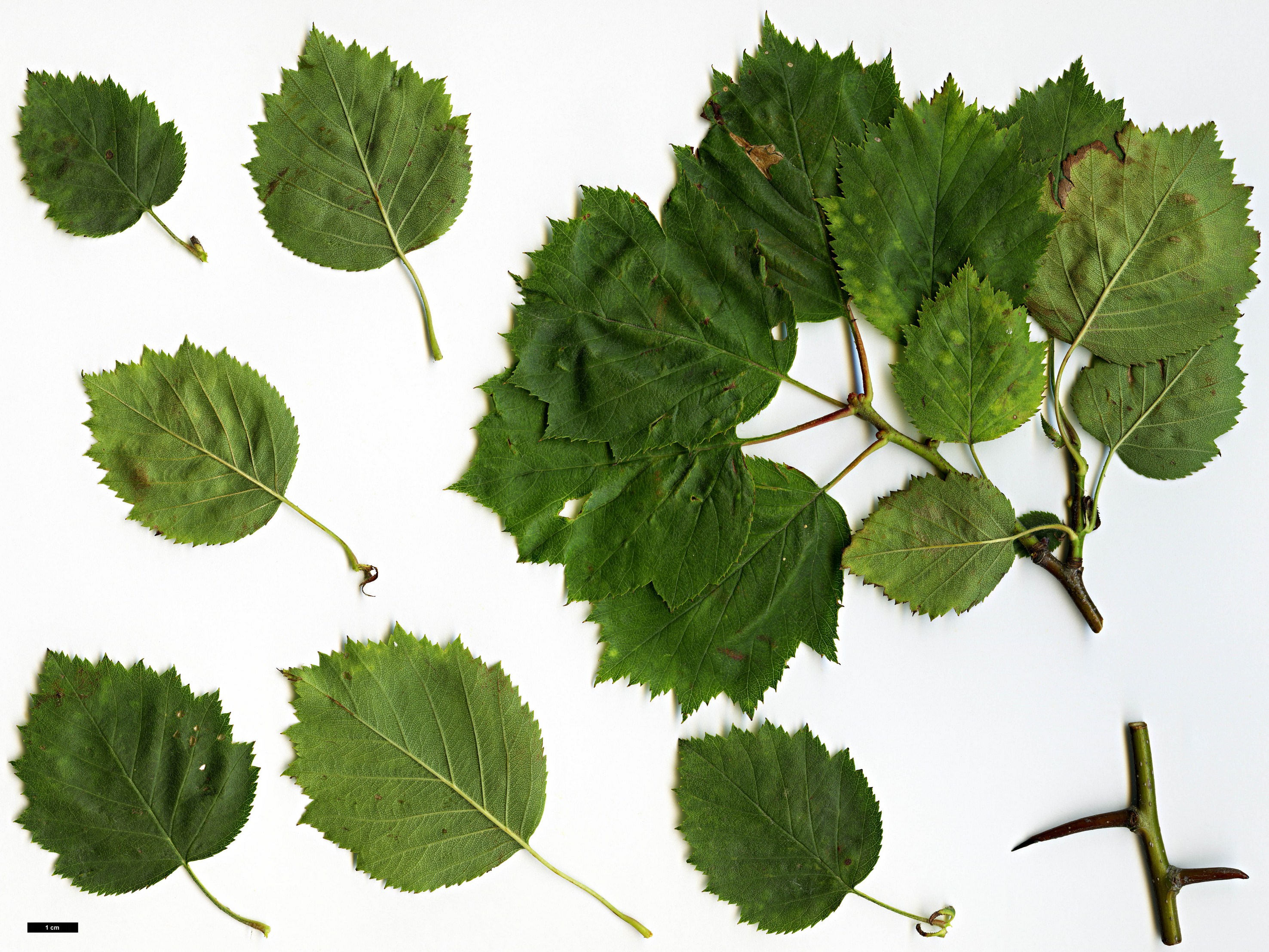 High resolution image: Family: Rosaceae - Genus: Crataegus - Taxon: durobrivensis