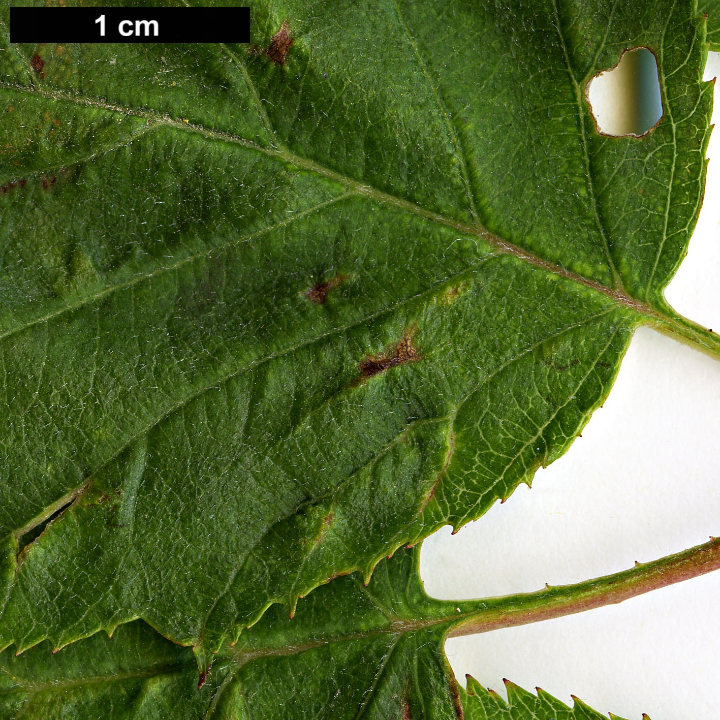 High resolution image: Family: Rosaceae - Genus: Crataegus - Taxon: durobrivensis