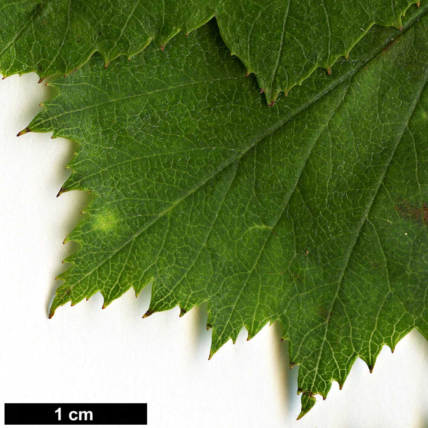 High resolution image: Family: Rosaceae - Genus: Crataegus - Taxon: durobrivensis