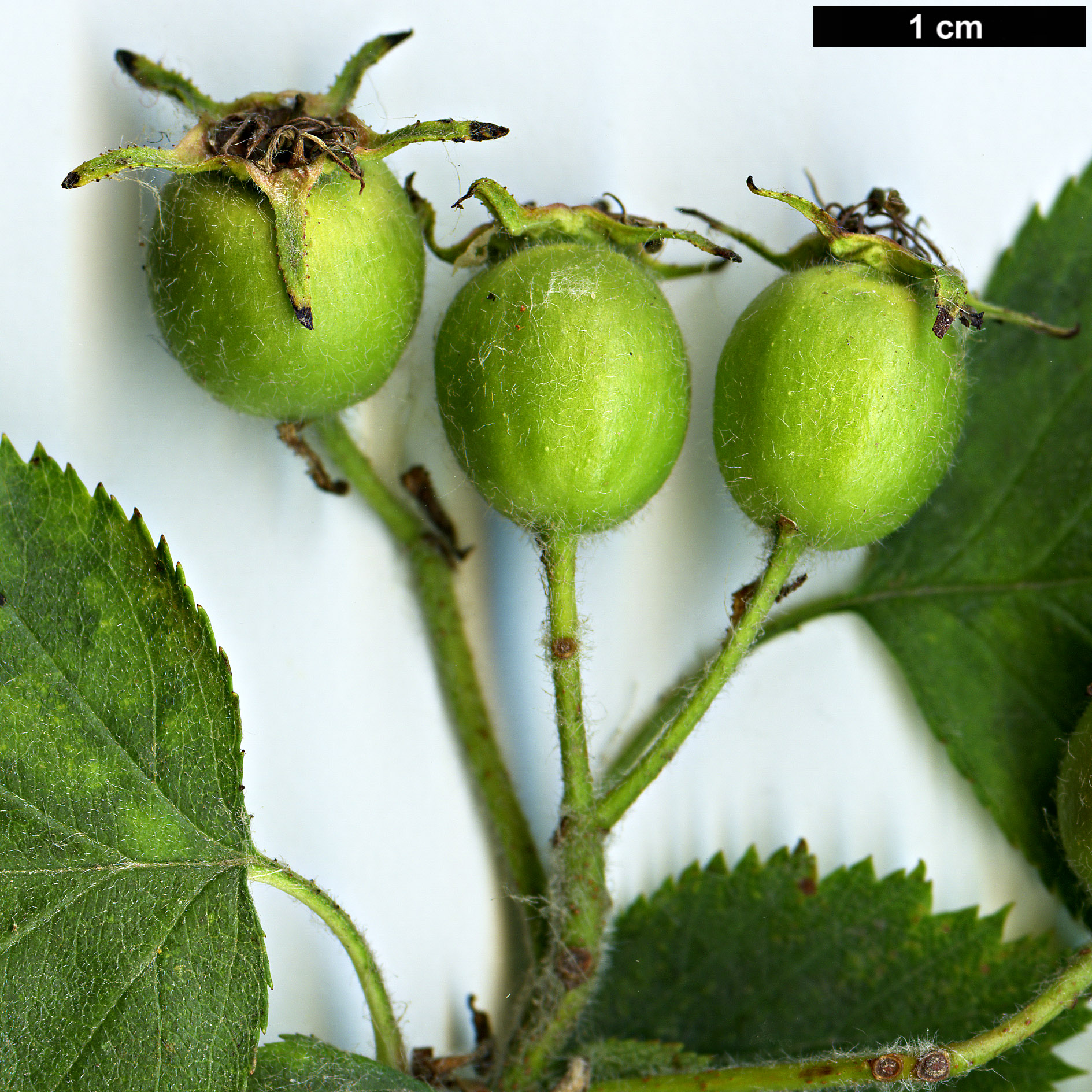 High resolution image: Family: Rosaceae - Genus: Crataegus - Taxon: durobrivensis