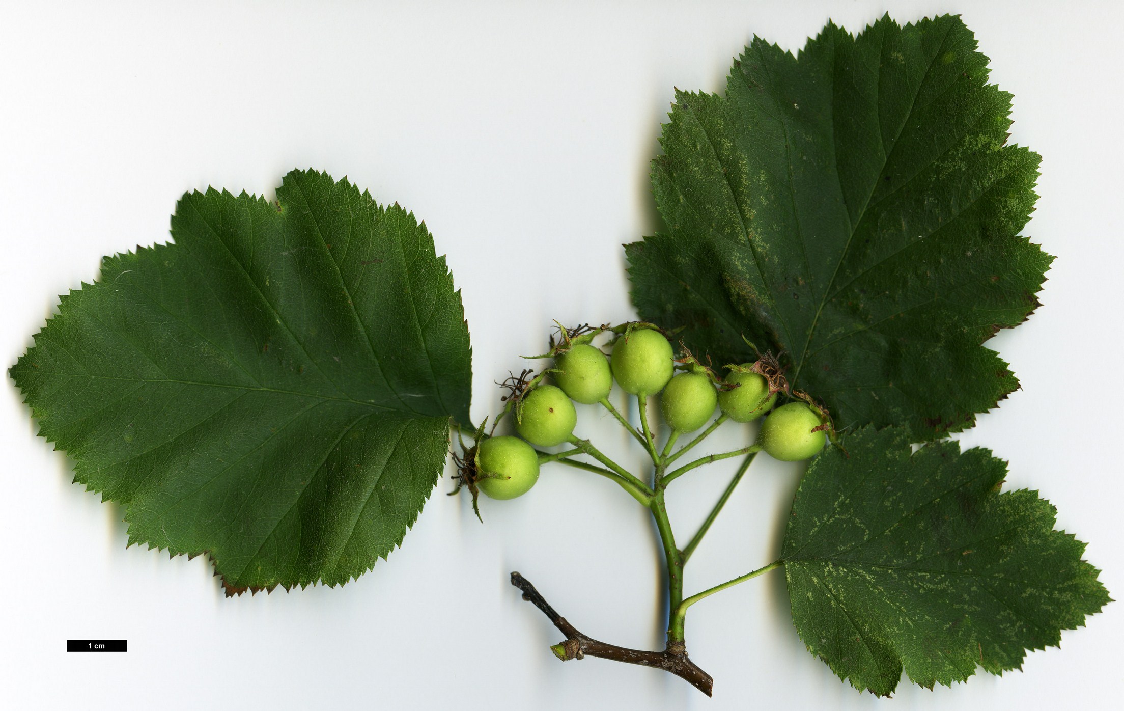 High resolution image: Family: Rosaceae - Genus: Crataegus - Taxon: ellwangeriana