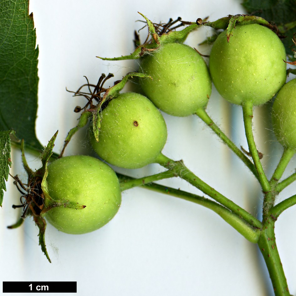 High resolution image: Family: Rosaceae - Genus: Crataegus - Taxon: ellwangeriana