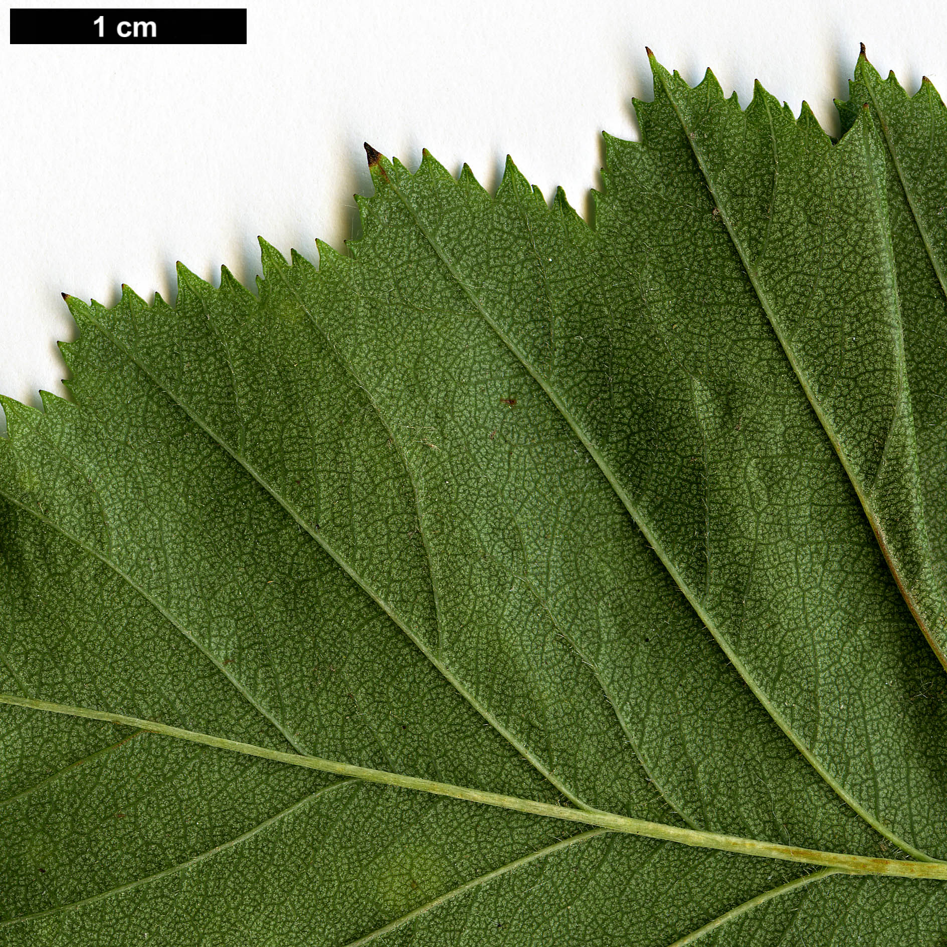 High resolution image: Family: Rosaceae - Genus: Crataegus - Taxon: ellwangeriana