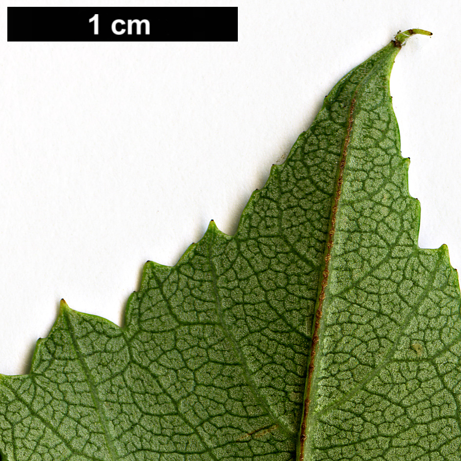 High resolution image: Family: Rosaceae - Genus: Crataegus - Taxon: erythropoda