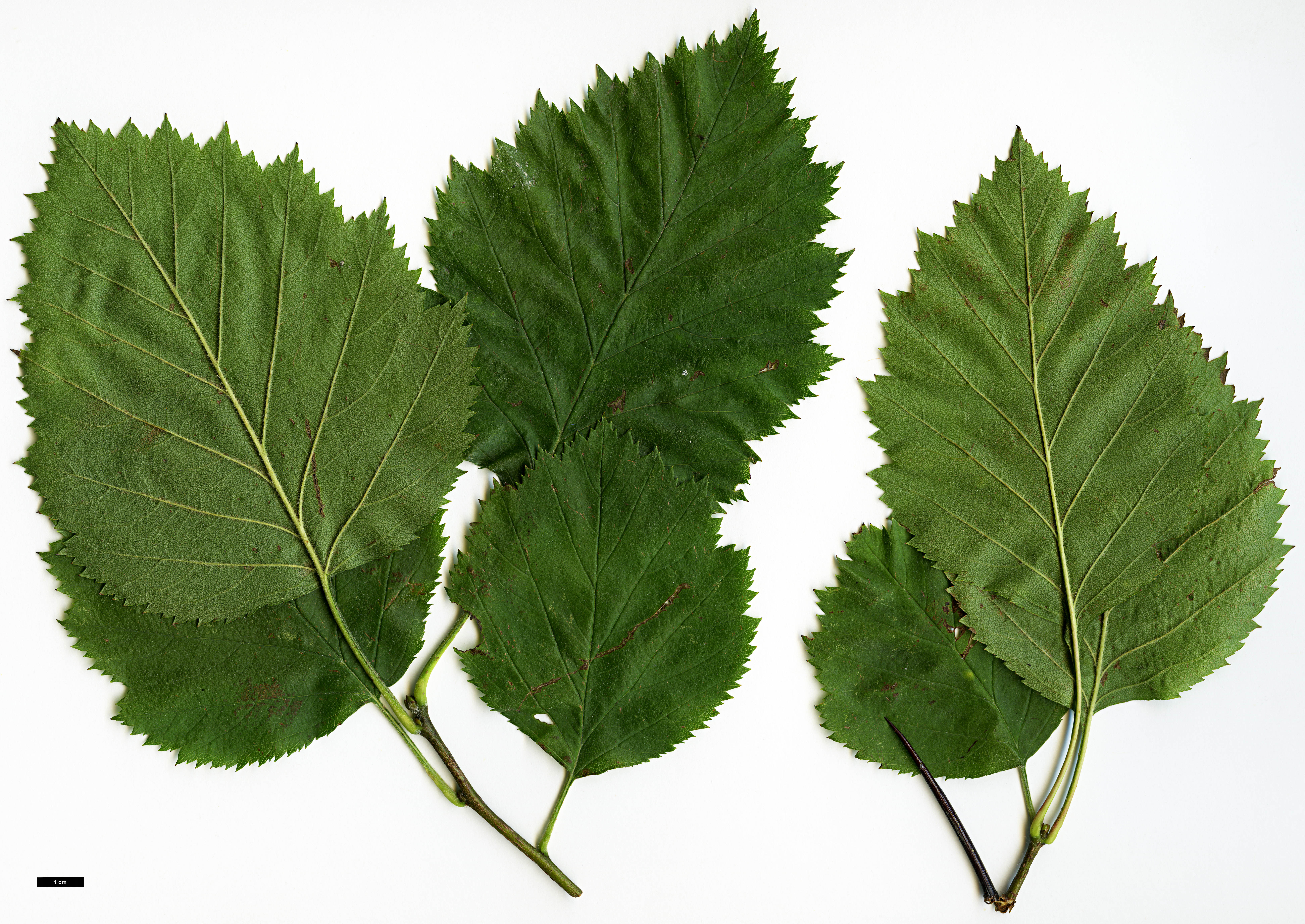 High resolution image: Family: Rosaceae - Genus: Crataegus - Taxon: flabellata