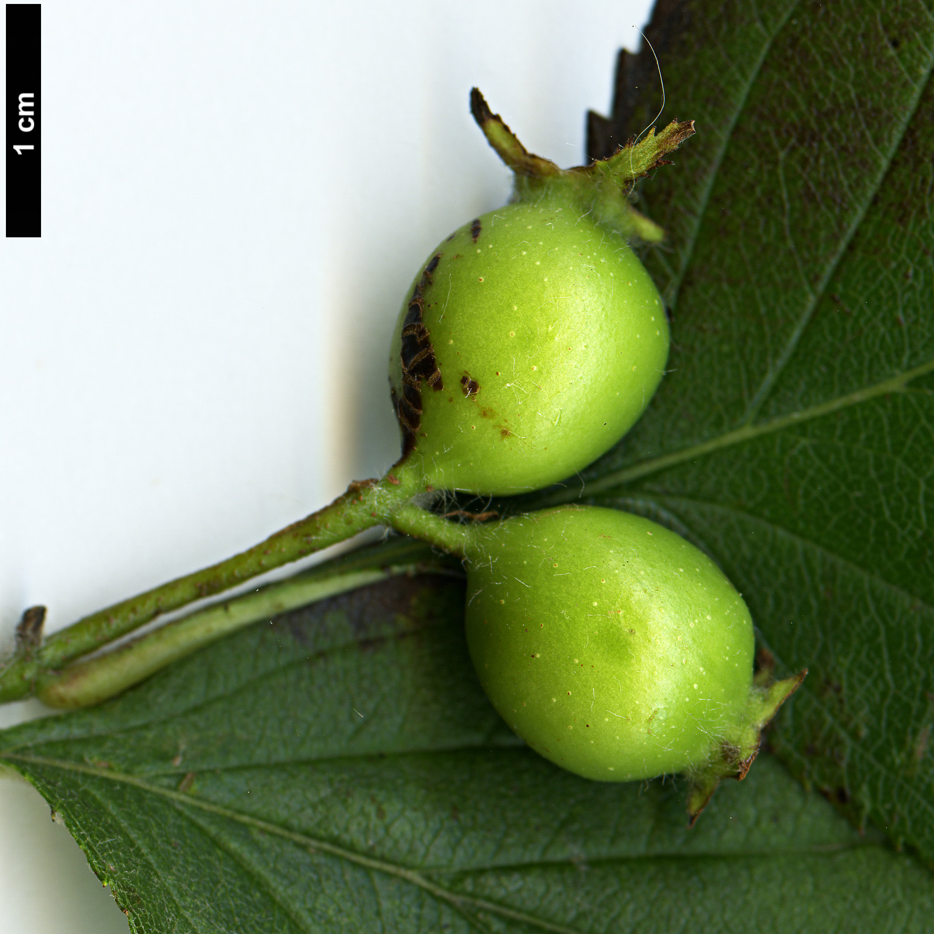 High resolution image: Family: Rosaceae - Genus: Crataegus - Taxon: harbisonii