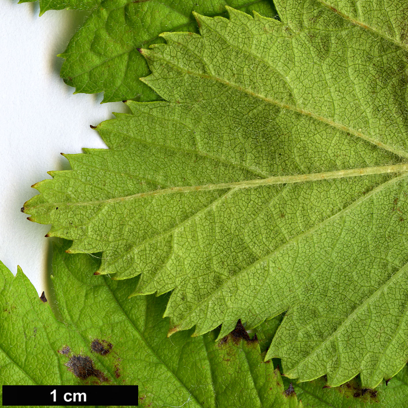 High resolution image: Family: Rosaceae - Genus: Crataegus - Taxon: induta