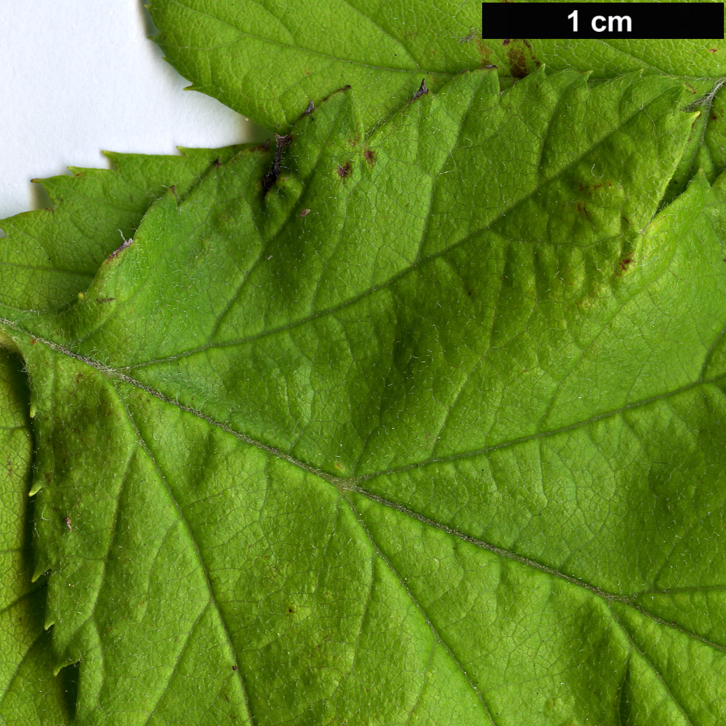 High resolution image: Family: Rosaceae - Genus: Crataegus - Taxon: induta