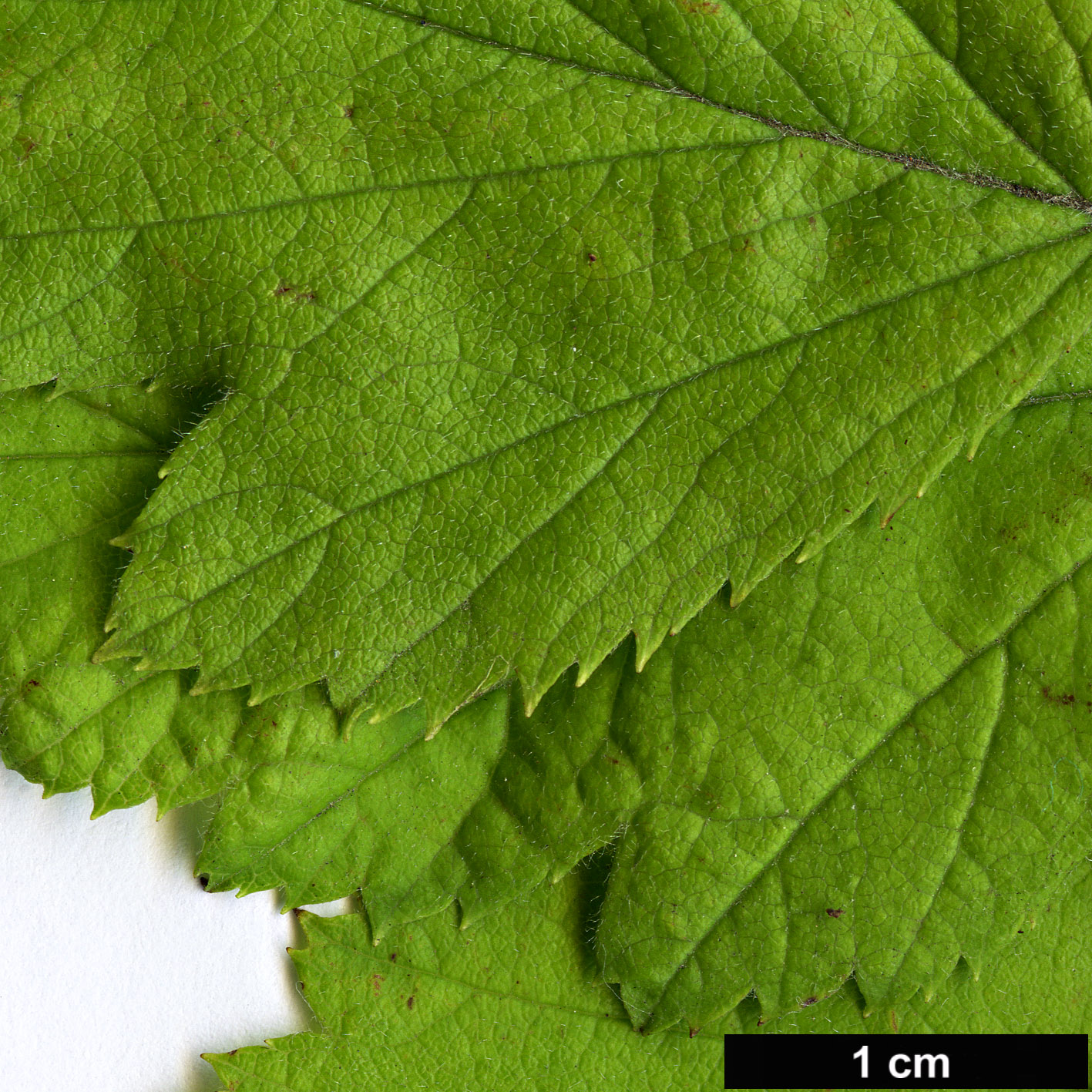 High resolution image: Family: Rosaceae - Genus: Crataegus - Taxon: induta