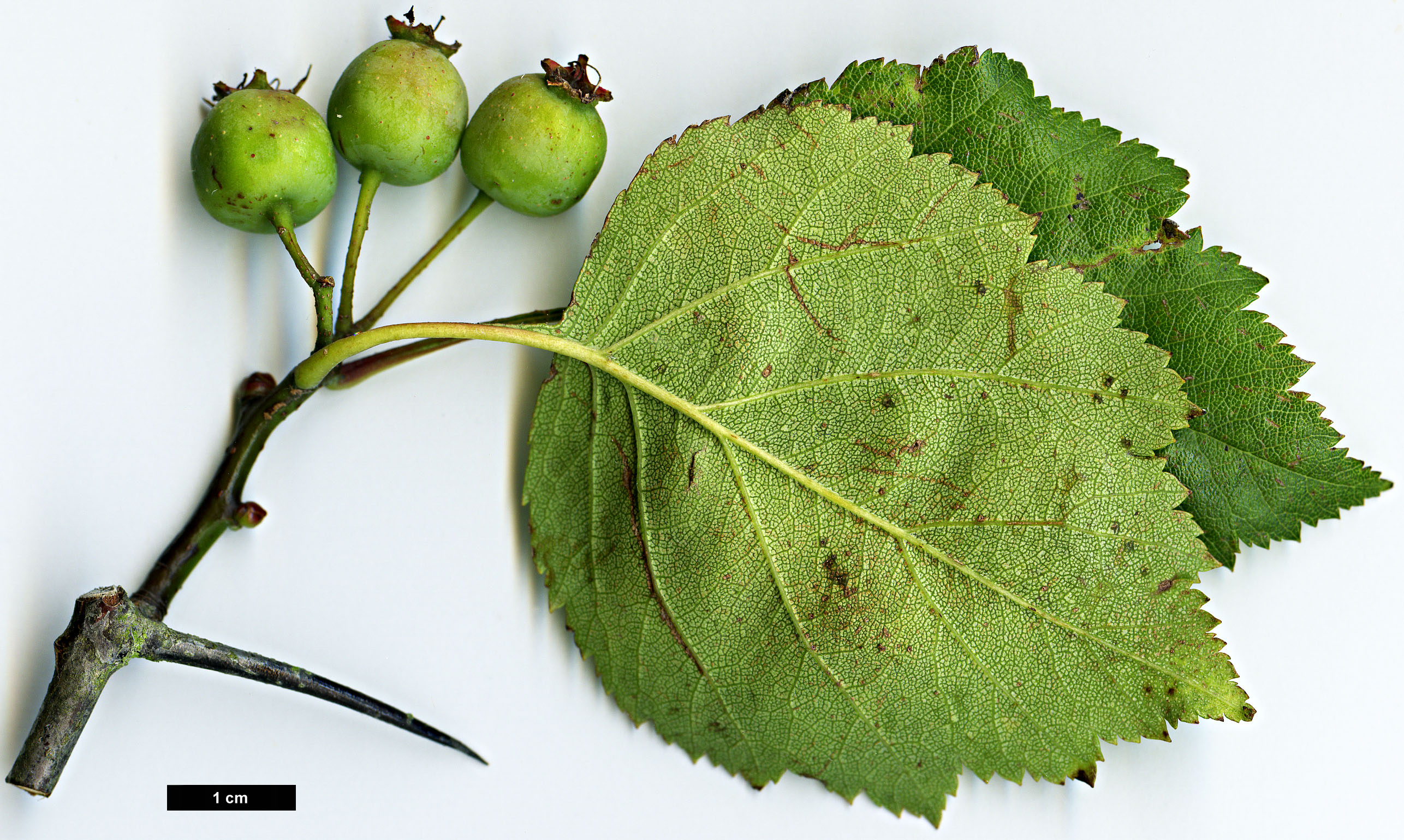 High resolution image: Family: Rosaceae - Genus: Crataegus - Taxon: iracunda