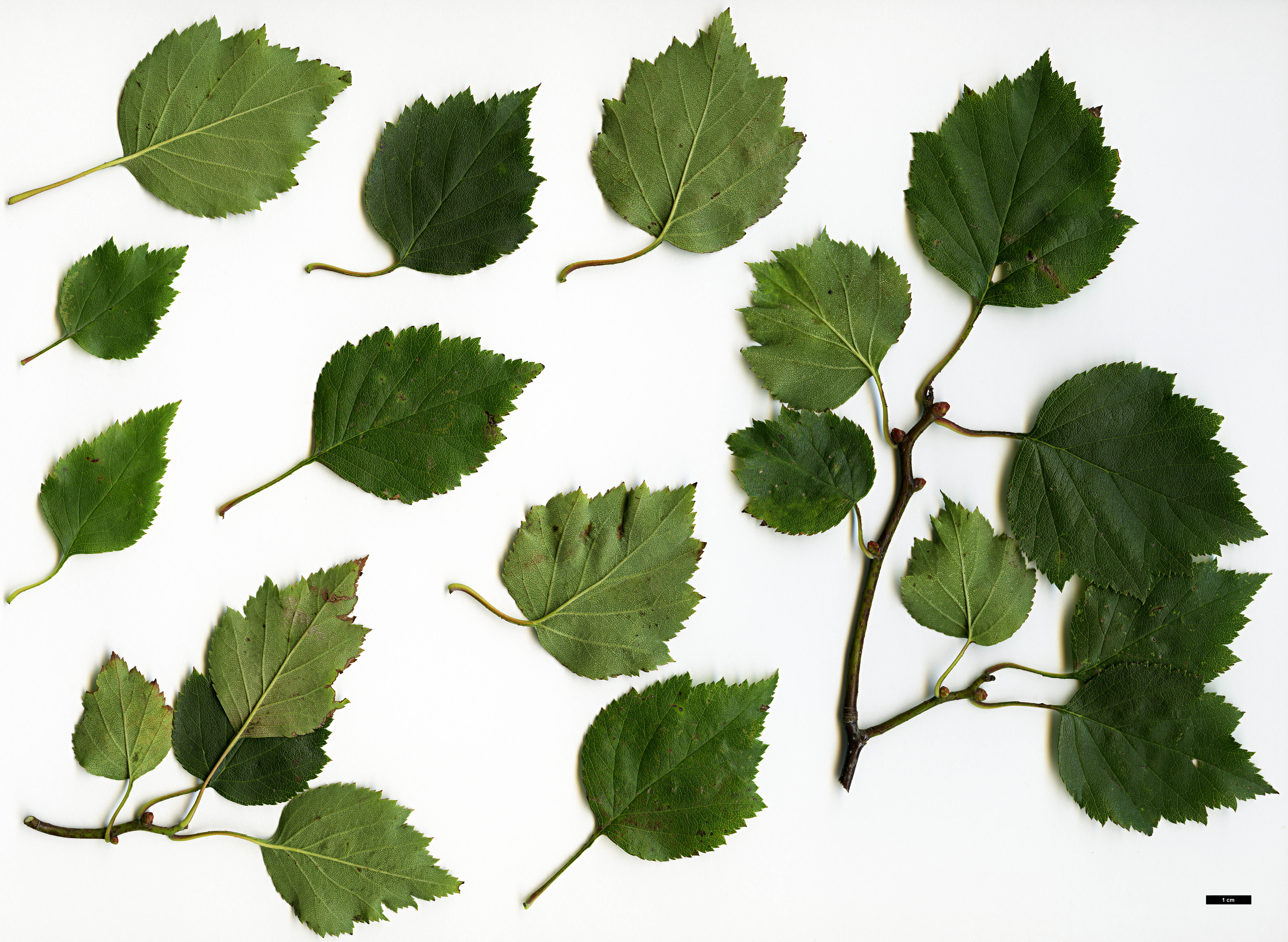 High resolution image: Family: Rosaceae - Genus: Crataegus - Taxon: iracunda