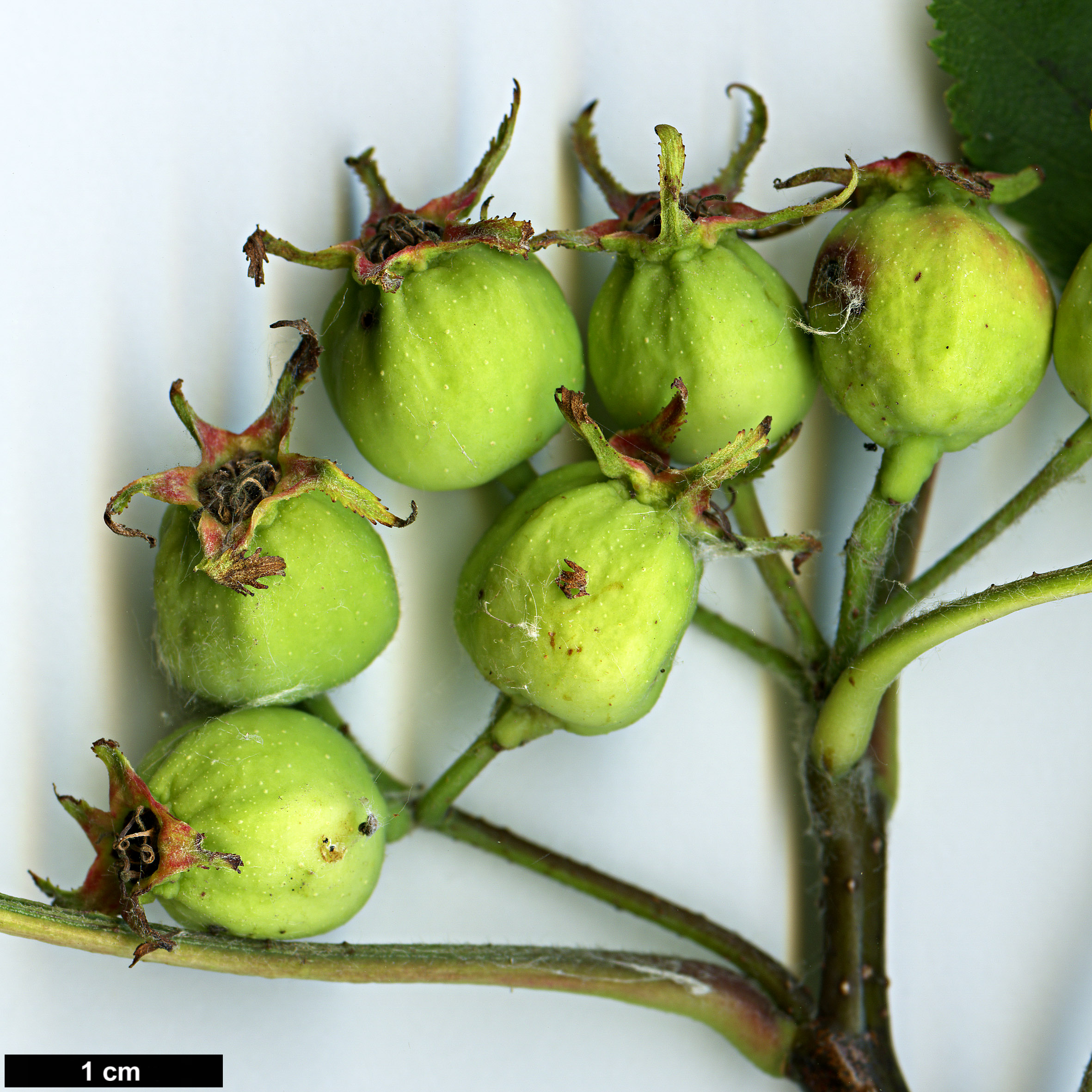 High resolution image: Family: Rosaceae - Genus: Crataegus - Taxon: irrasa