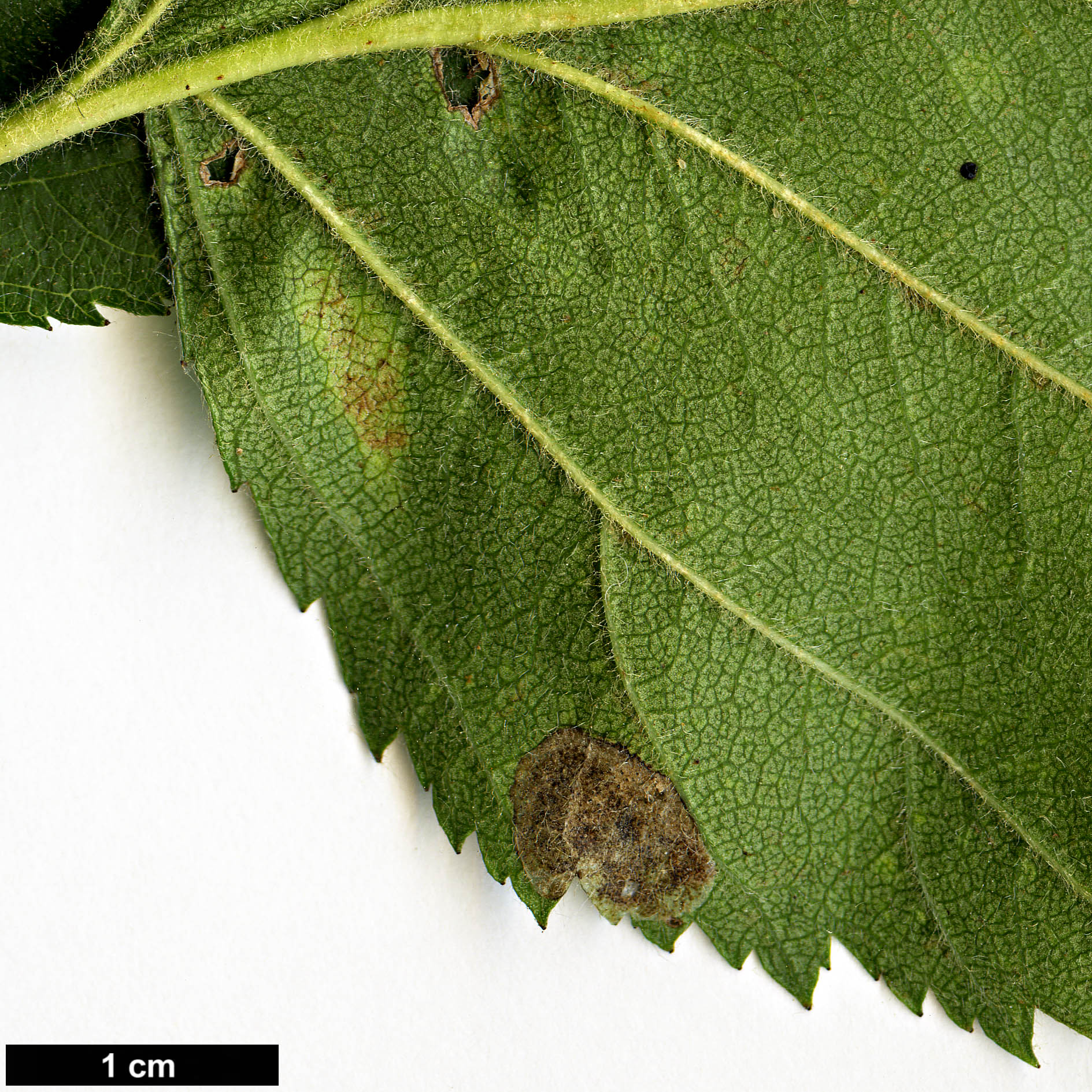 High resolution image: Family: Rosaceae - Genus: Crataegus - Taxon: jonesiae