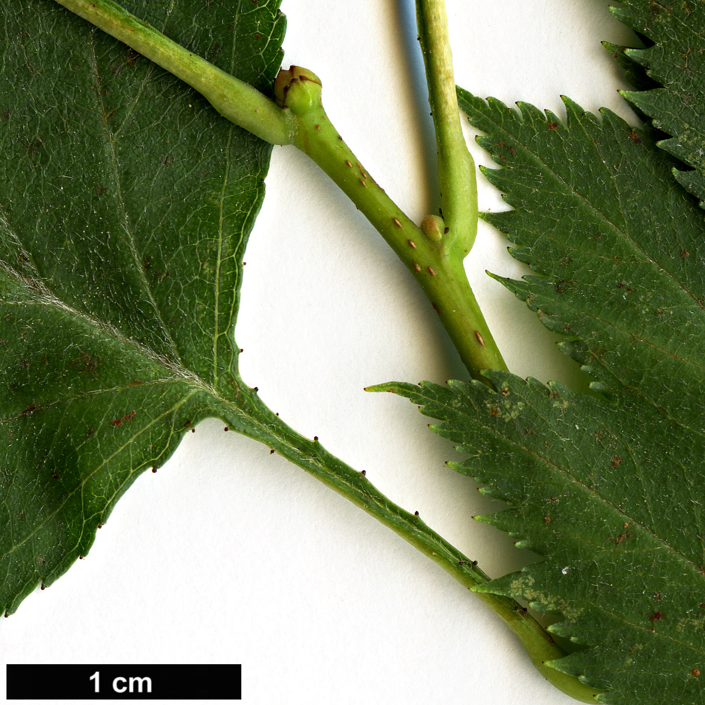 High resolution image: Family: Rosaceae - Genus: Crataegus - Taxon: kansuensis