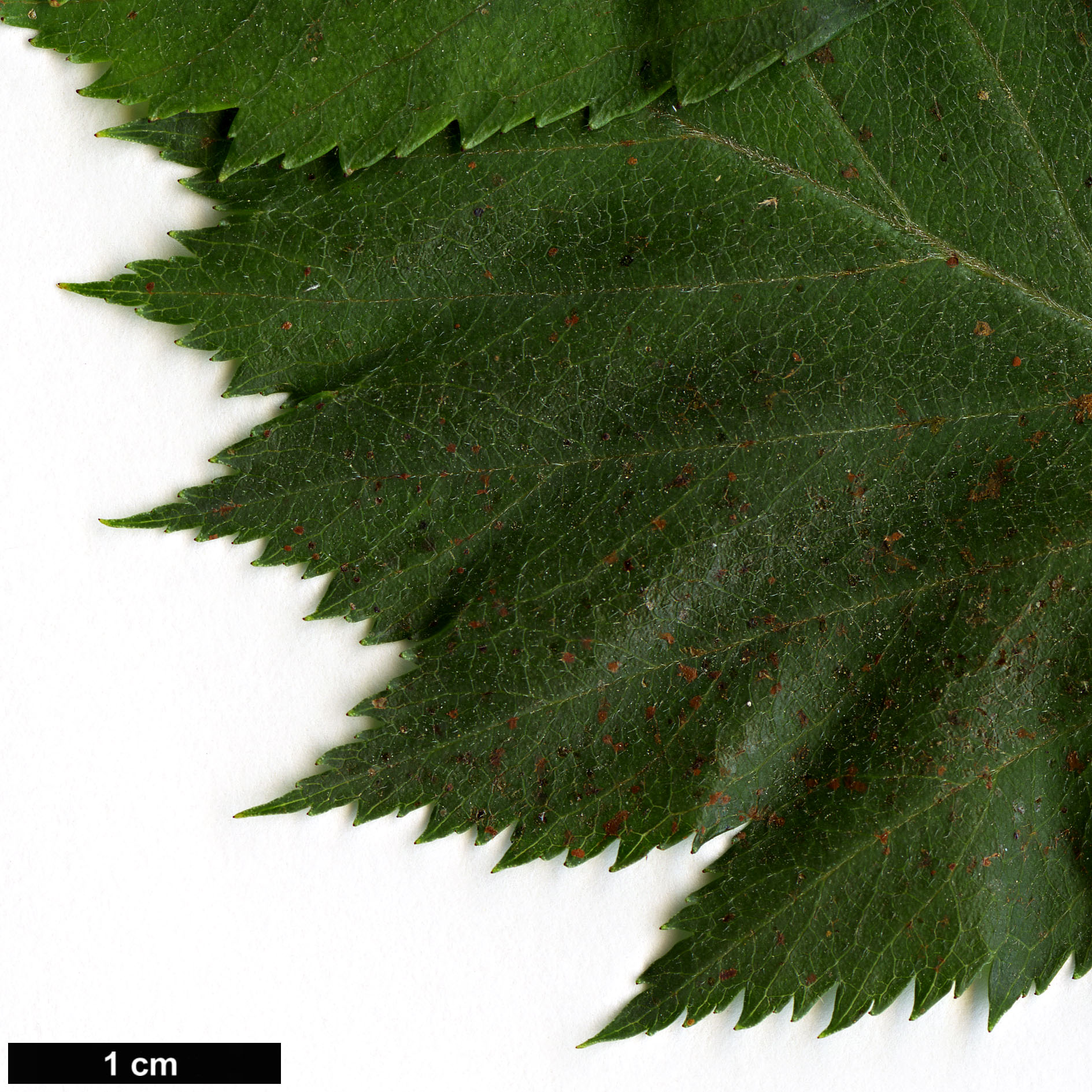 High resolution image: Family: Rosaceae - Genus: Crataegus - Taxon: kansuensis