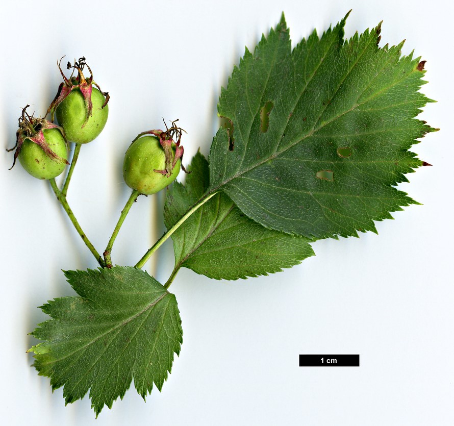 High resolution image: Family: Rosaceae - Genus: Crataegus - Taxon: kansuensis