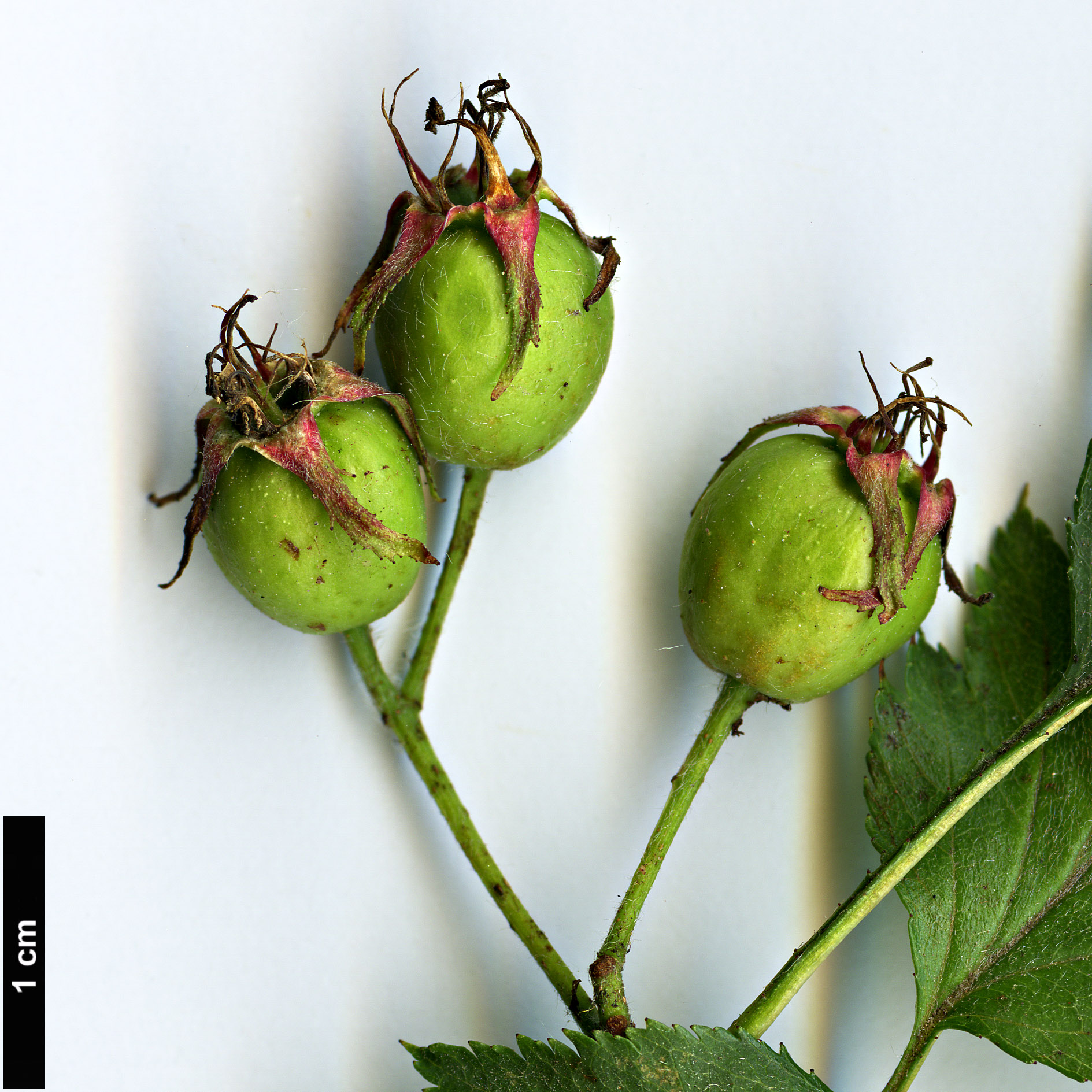 High resolution image: Family: Rosaceae - Genus: Crataegus - Taxon: kansuensis