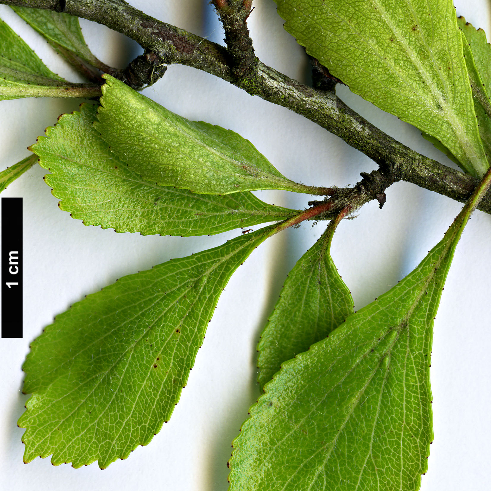 High resolution image: Family: Rosaceae - Genus: Crataegus - Taxon: lassa