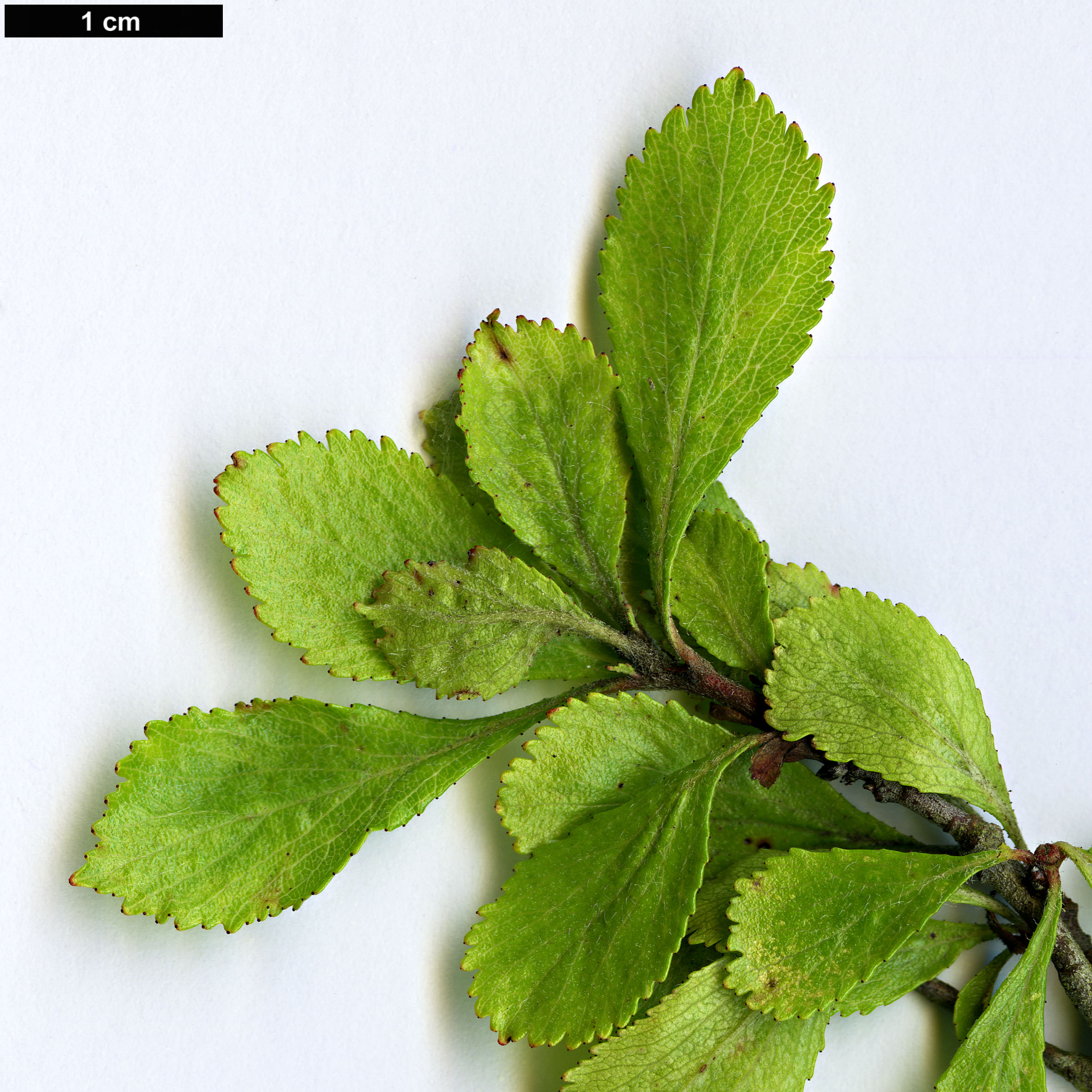 High resolution image: Family: Rosaceae - Genus: Crataegus - Taxon: lassa