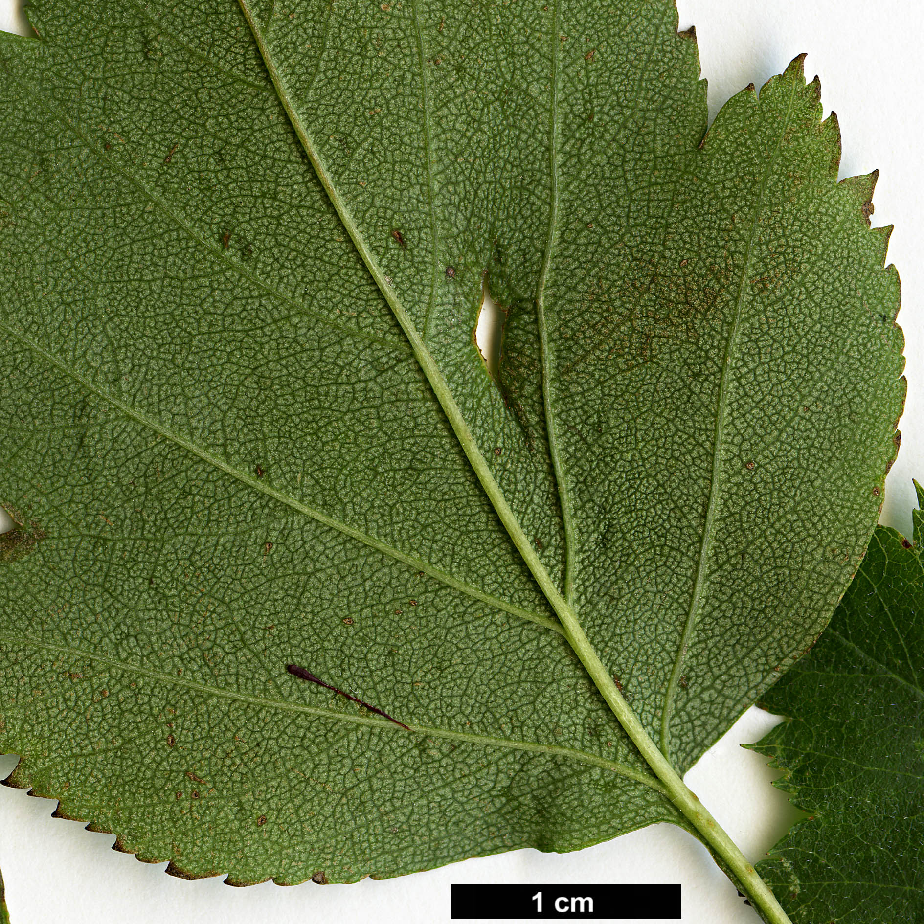 High resolution image: Family: Rosaceae - Genus: Crataegus - Taxon: macrosperma