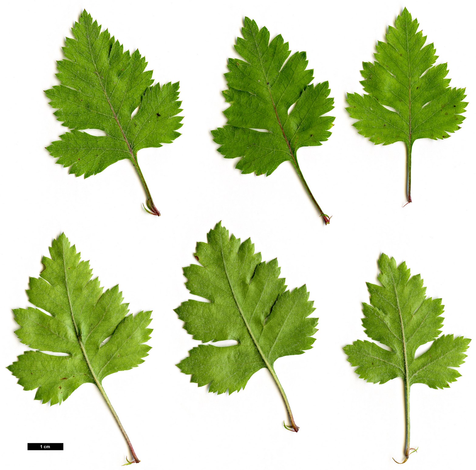 High resolution image: Family: Rosaceae - Genus: Crataegus - Taxon: marshallii