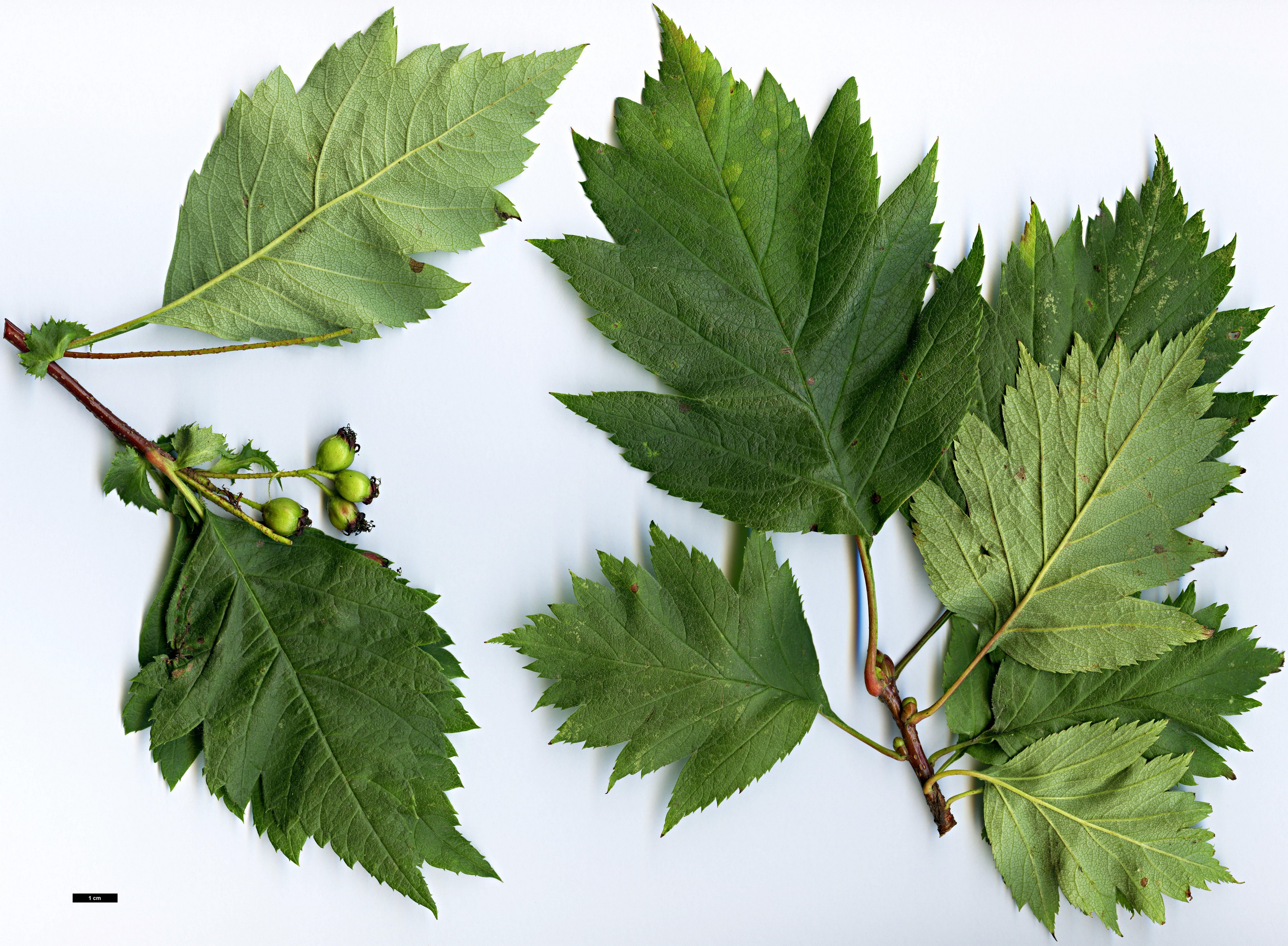 High resolution image: Family: Rosaceae - Genus: Crataegus - Taxon: maximowiczii