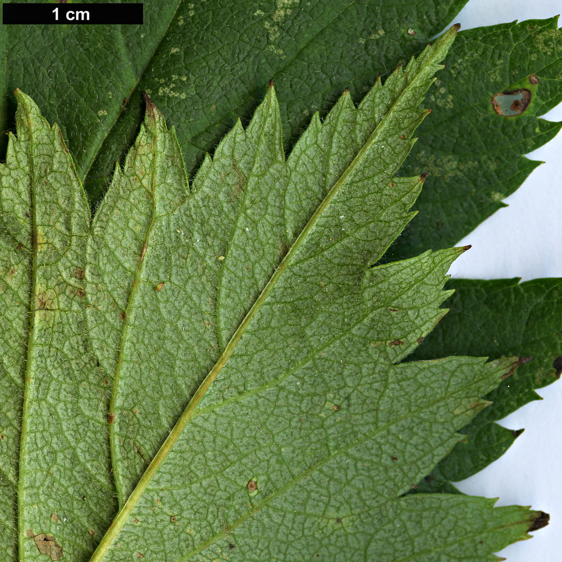 High resolution image: Family: Rosaceae - Genus: Crataegus - Taxon: maximowiczii