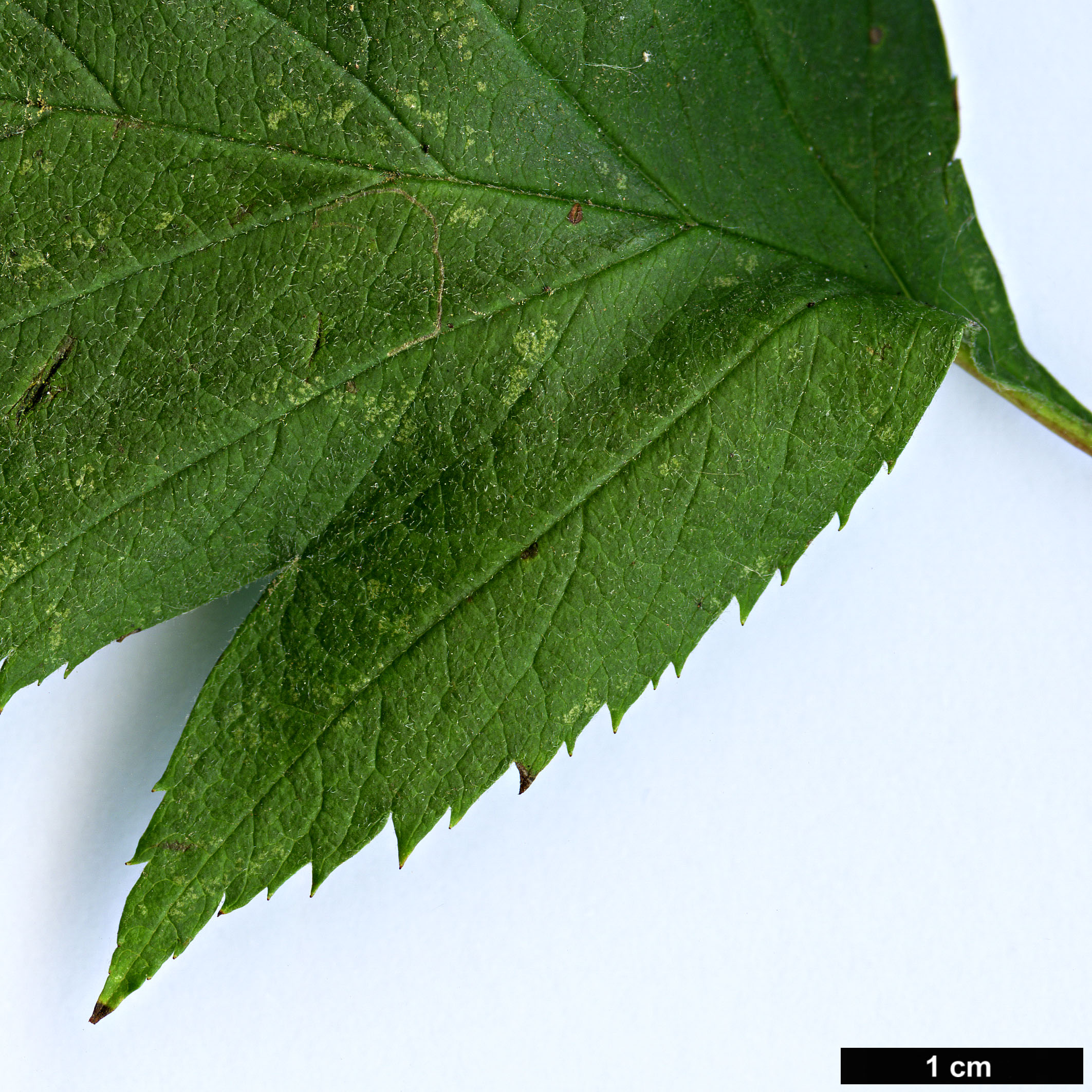 High resolution image: Family: Rosaceae - Genus: Crataegus - Taxon: maximowiczii