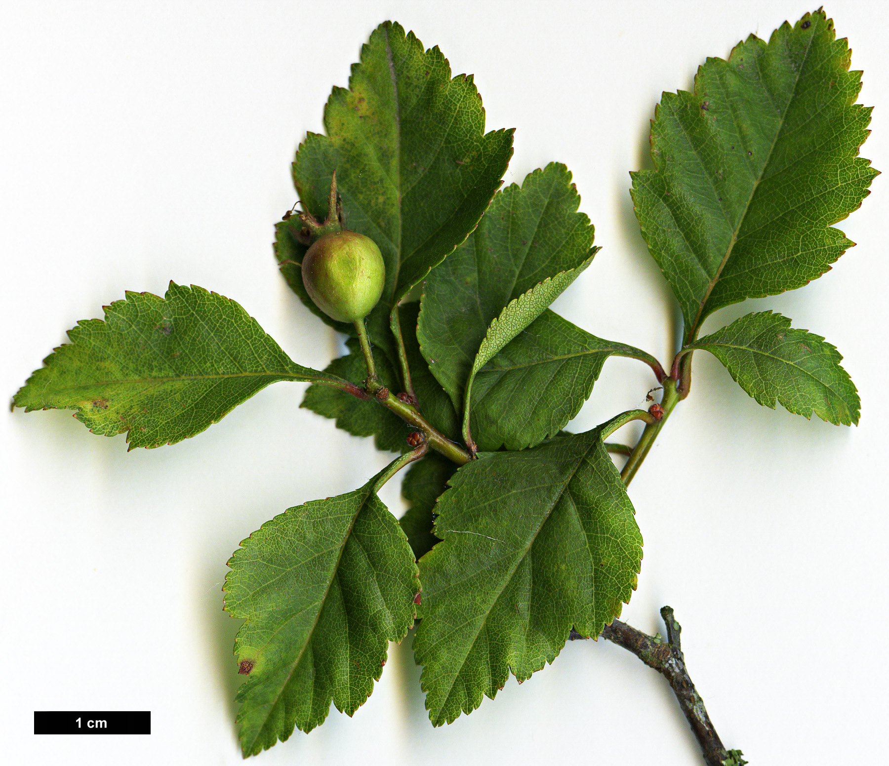 High resolution image: Family: Rosaceae - Genus: Crataegus - Taxon: mendosa