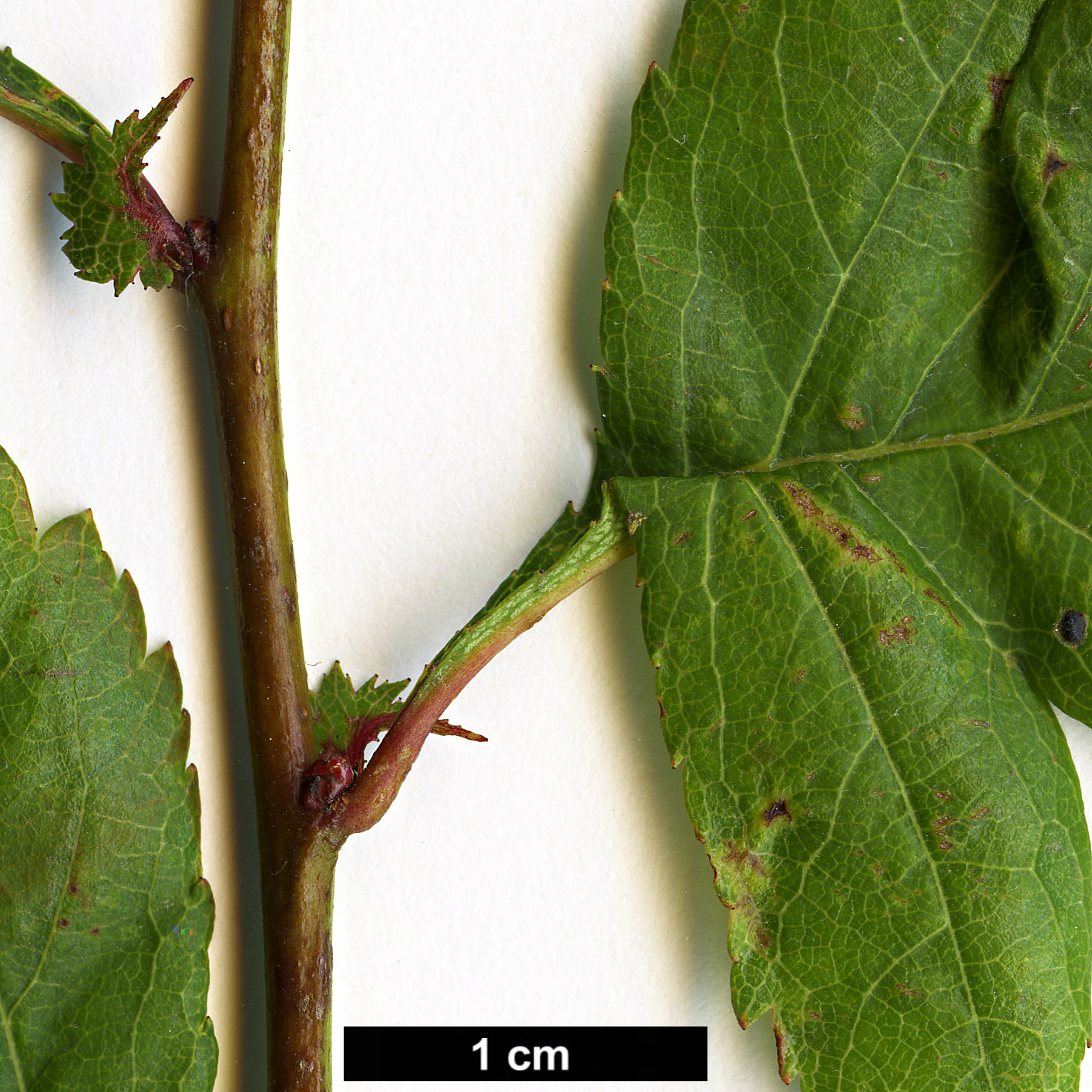 High resolution image: Family: Rosaceae - Genus: Crataegus - Taxon: mendosa