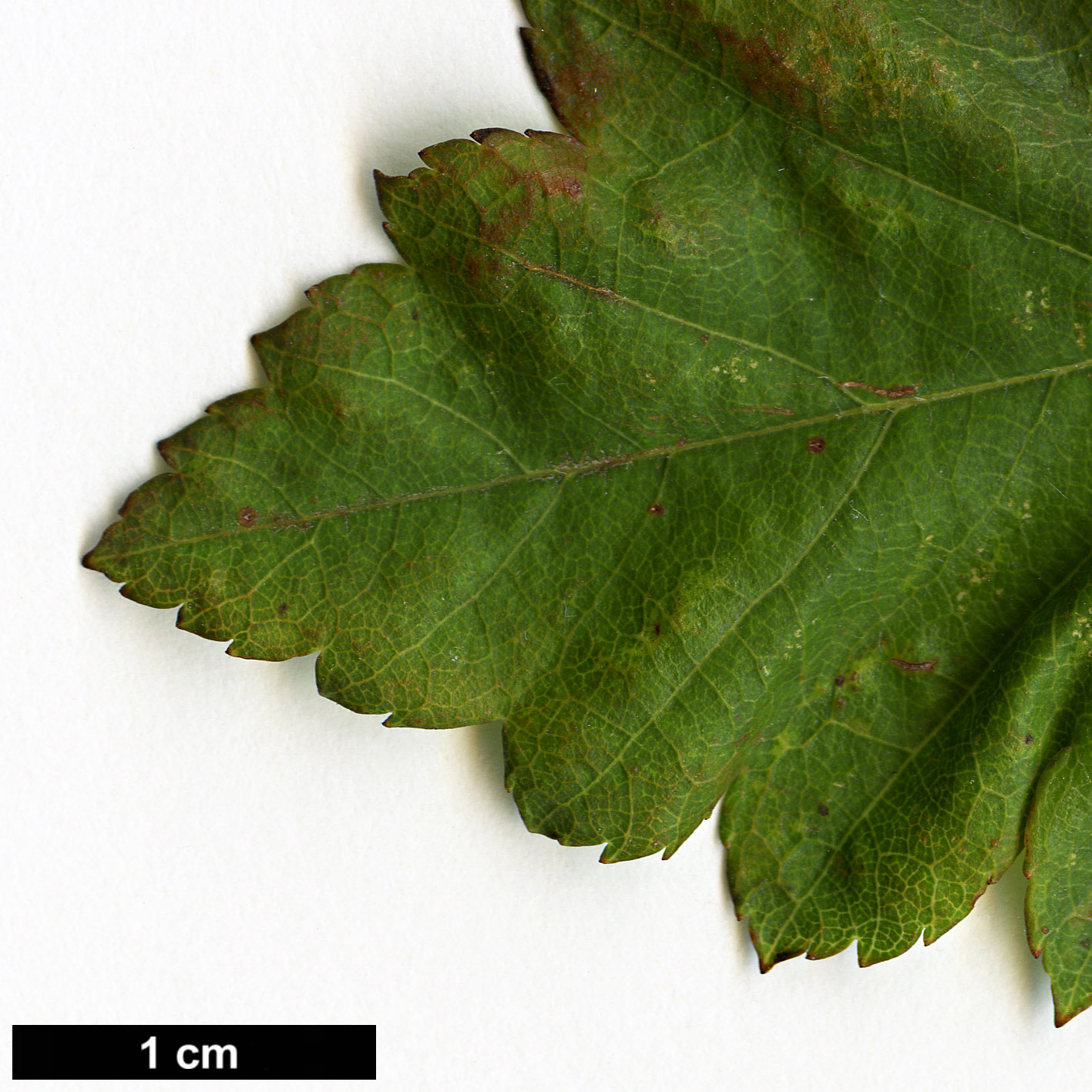 High resolution image: Family: Rosaceae - Genus: Crataegus - Taxon: mendosa