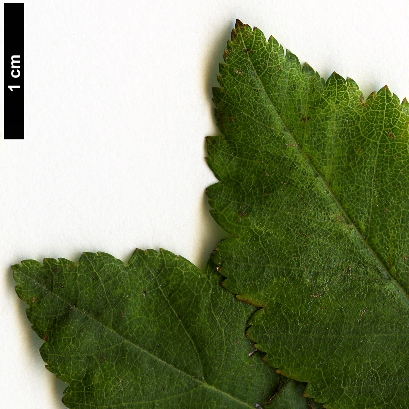 High resolution image: Family: Rosaceae - Genus: Crataegus - Taxon: mendosa