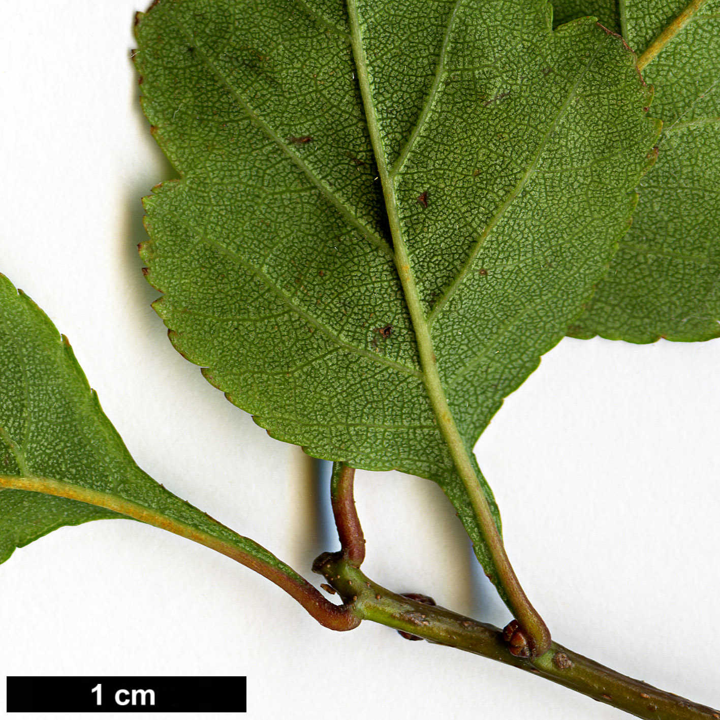 High resolution image: Family: Rosaceae - Genus: Crataegus - Taxon: mendosa