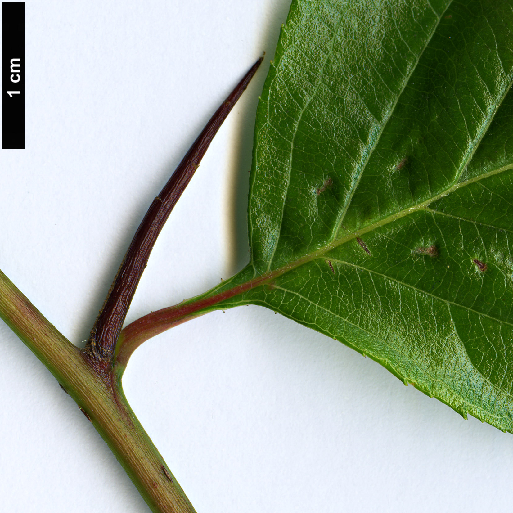 High resolution image: Family: Rosaceae - Genus: Crataegus - Taxon: mollis