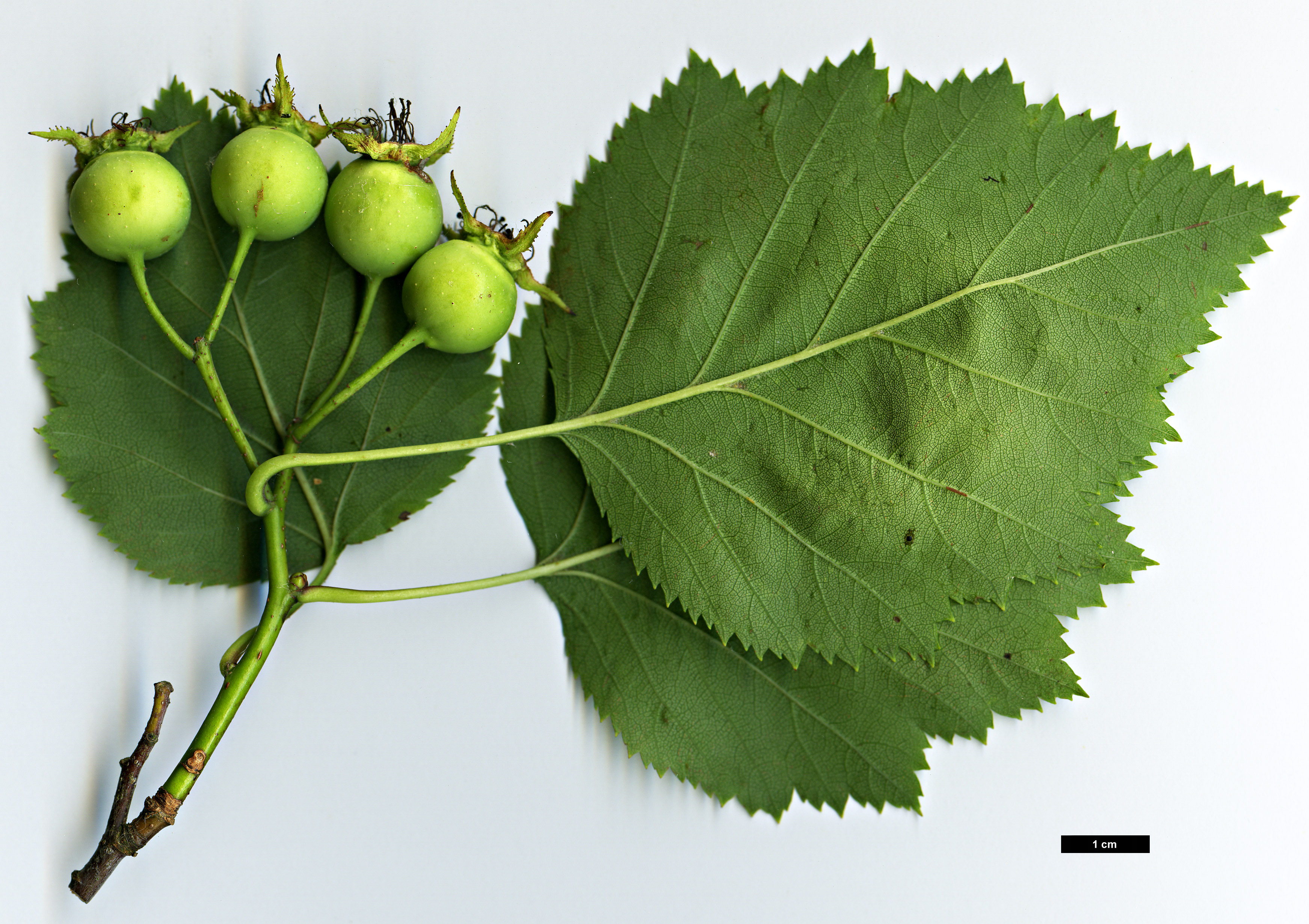 High resolution image: Family: Rosaceae - Genus: Crataegus - Taxon: mollis