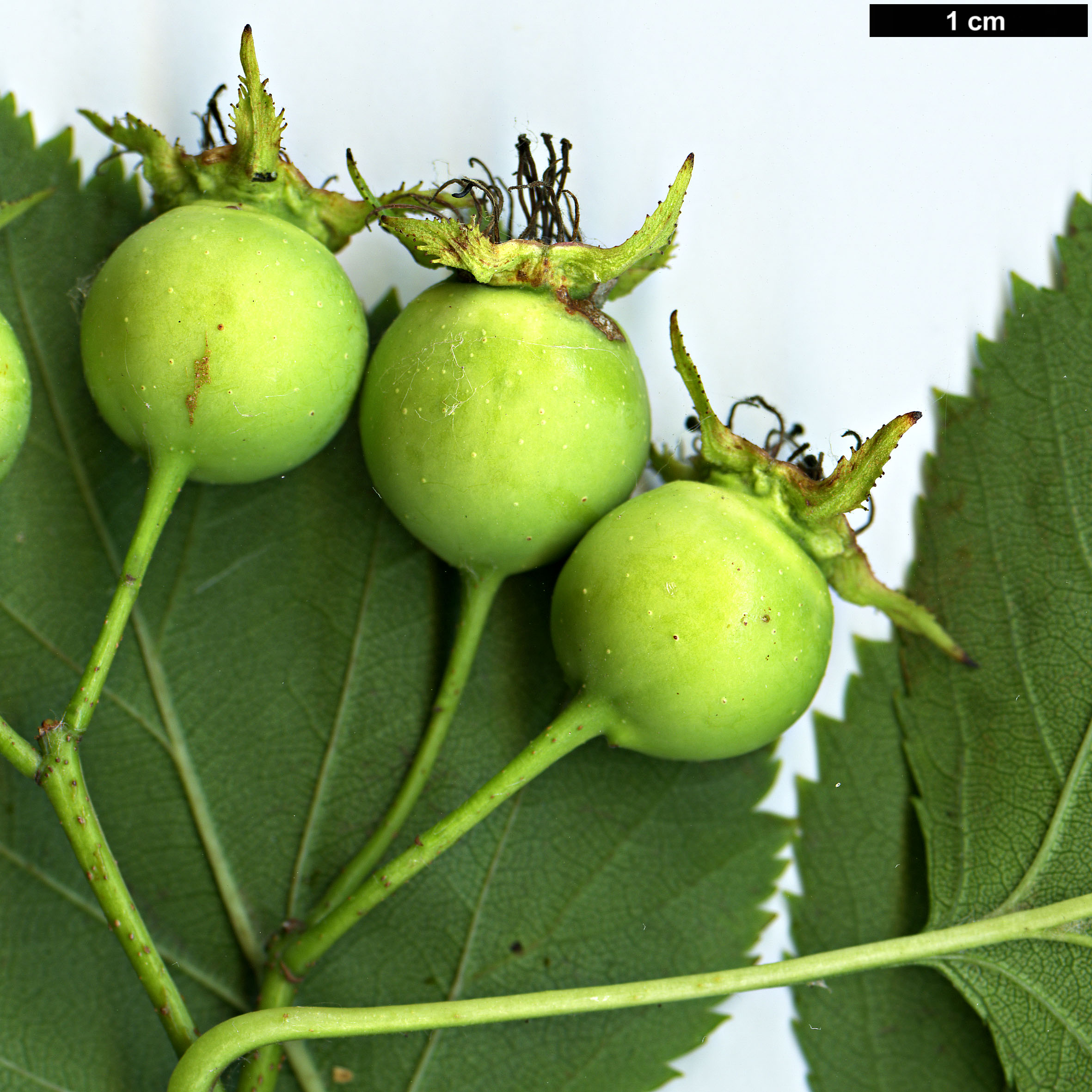 High resolution image: Family: Rosaceae - Genus: Crataegus - Taxon: mollis