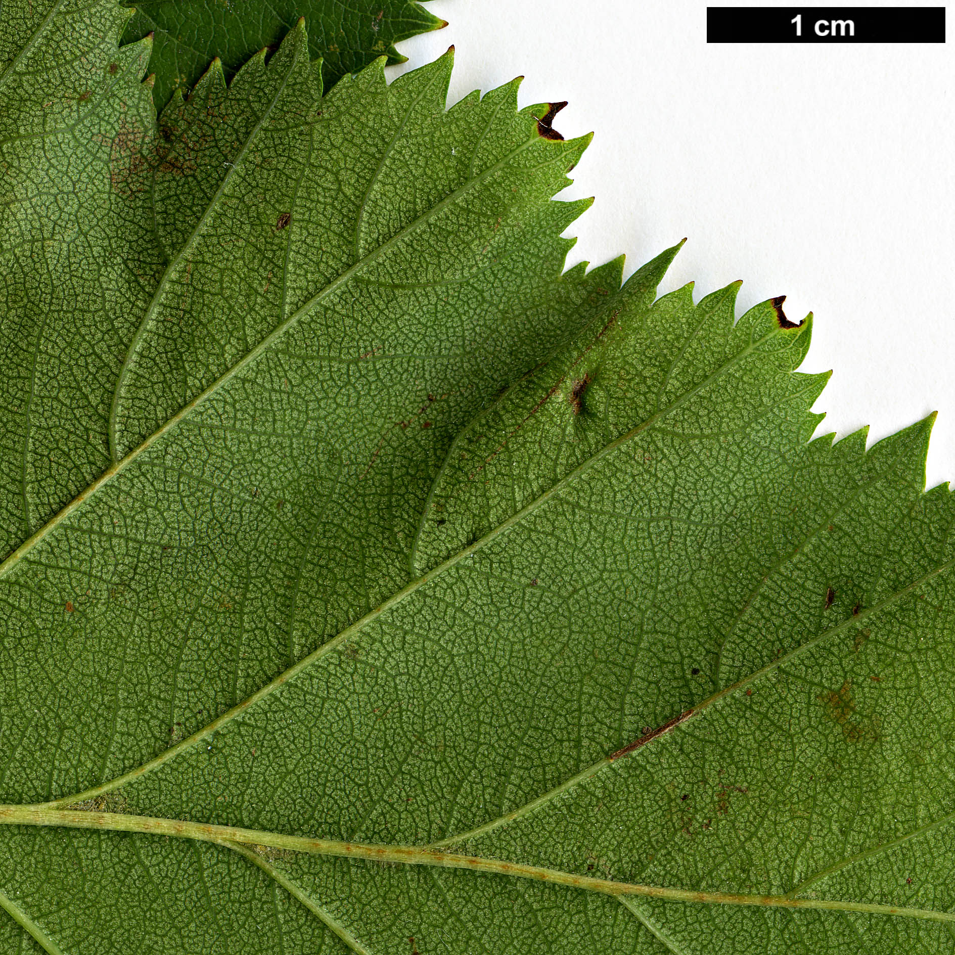 High resolution image: Family: Rosaceae - Genus: Crataegus - Taxon: mollis