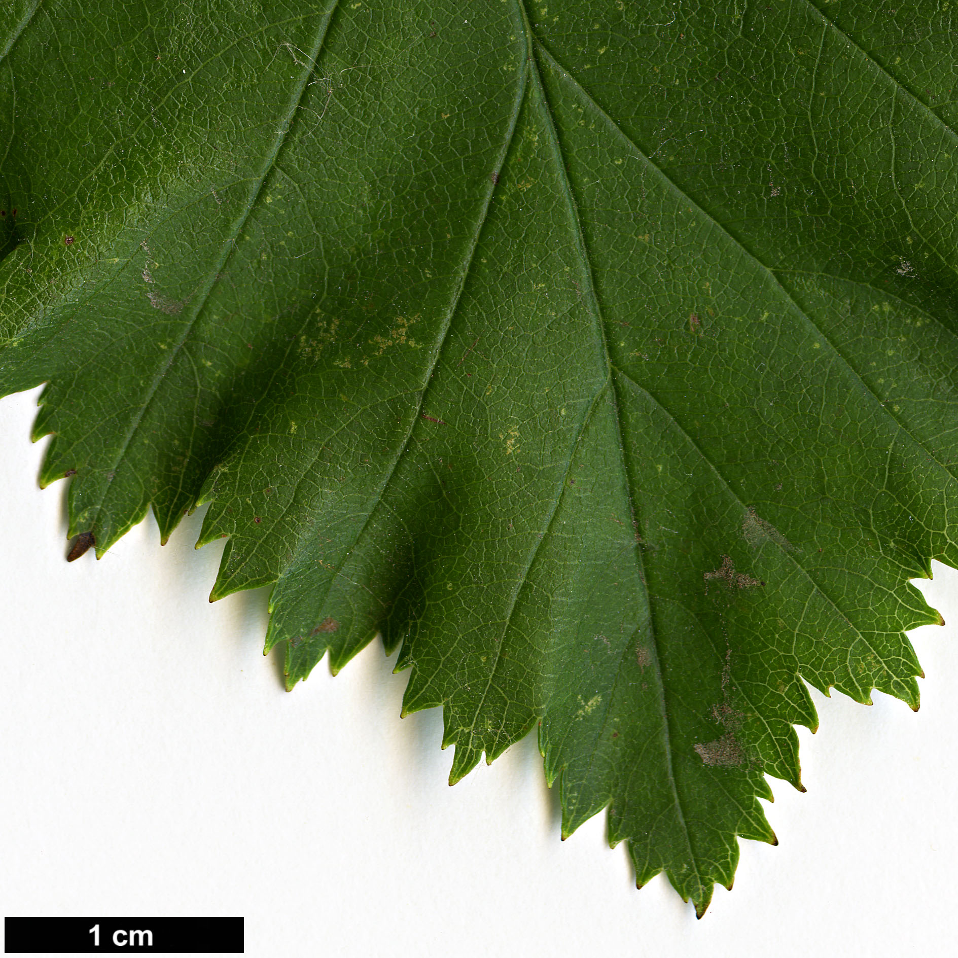 High resolution image: Family: Rosaceae - Genus: Crataegus - Taxon: mollis