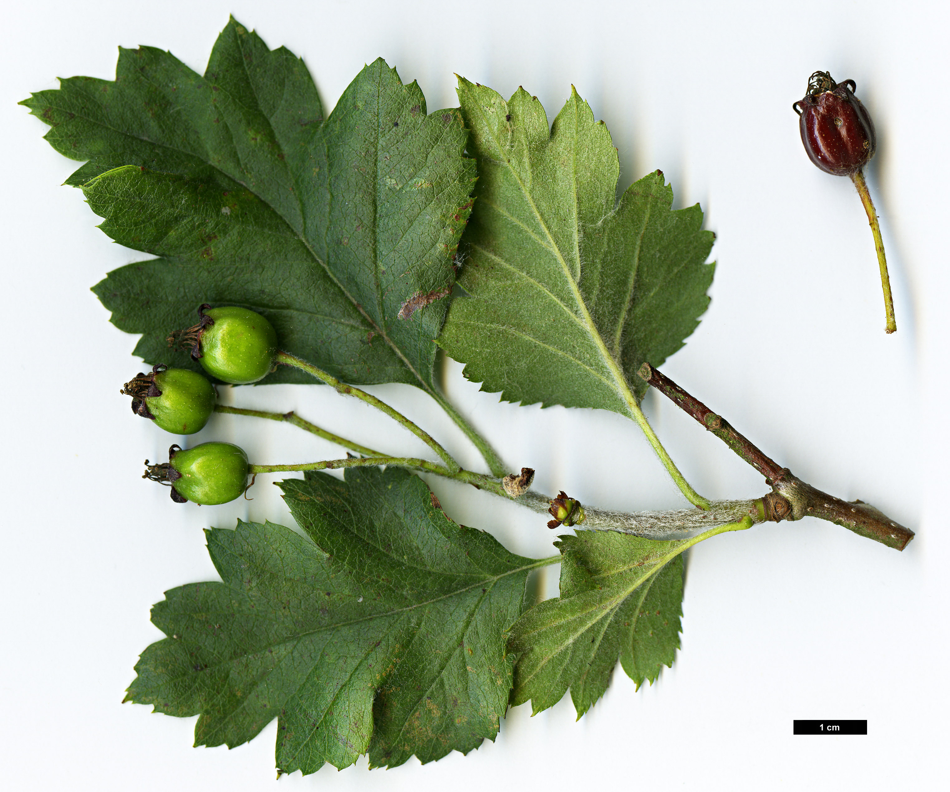 High resolution image: Family: Rosaceae - Genus: Crataegus - Taxon: nigra