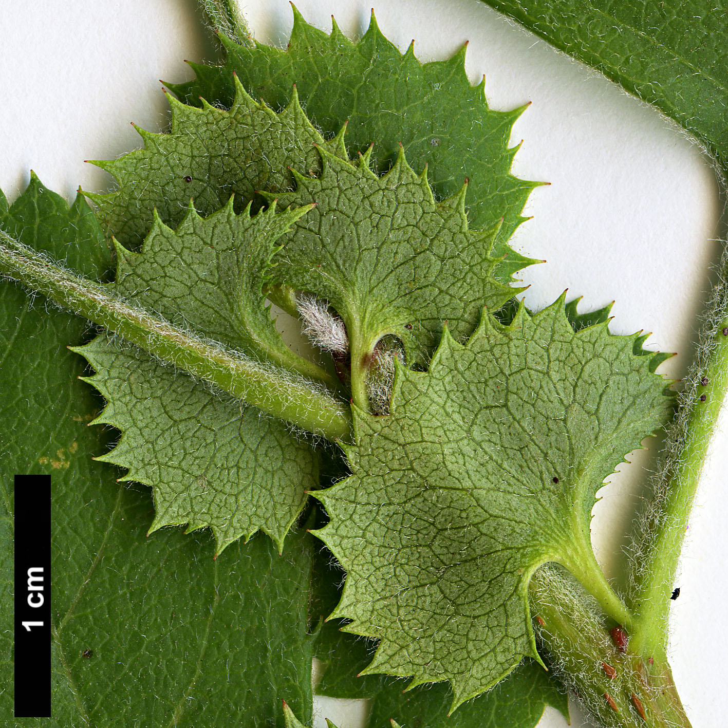 High resolution image: Family: Rosaceae - Genus: Crataegus - Taxon: nigra