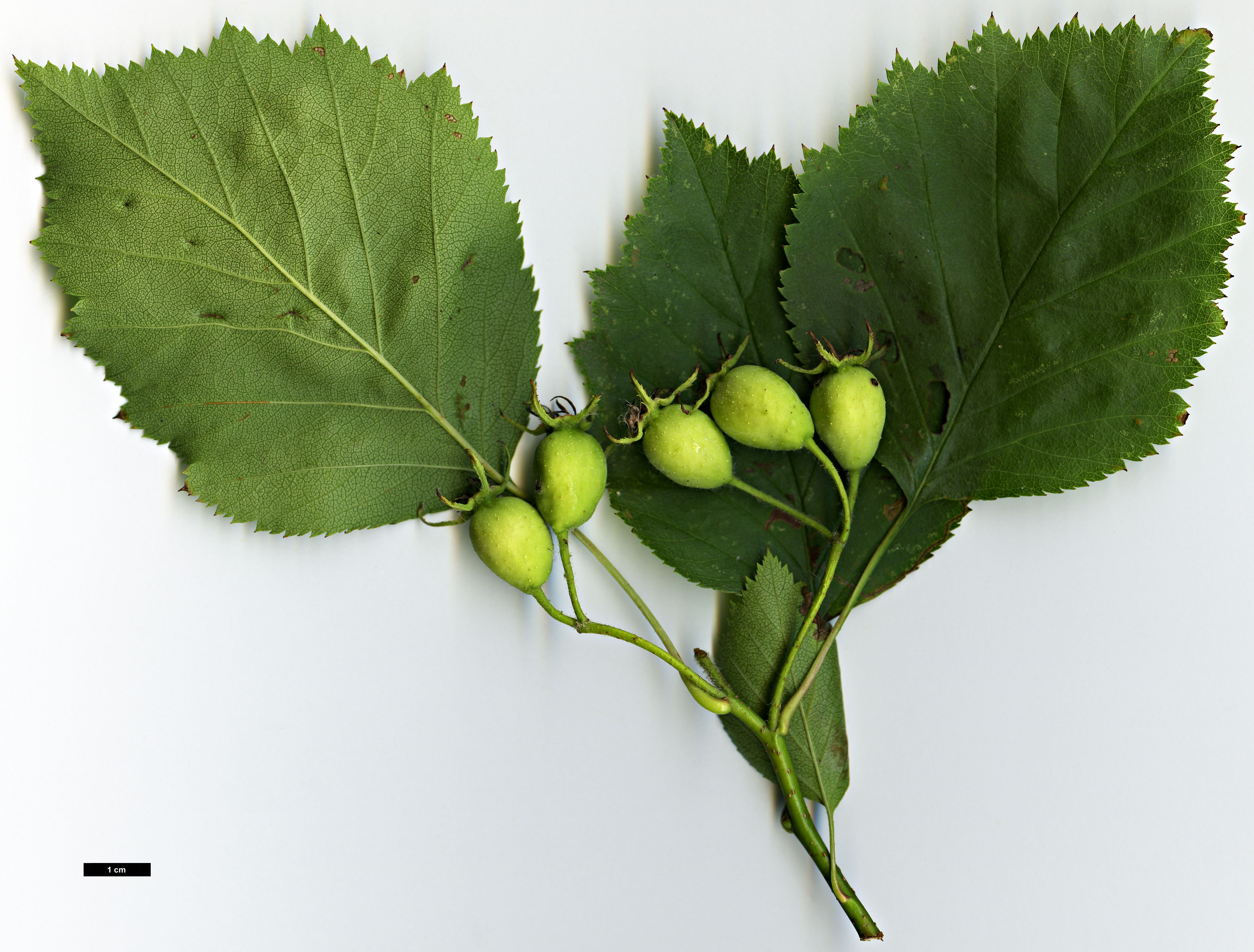 High resolution image: Family: Rosaceae - Genus: Crataegus - Taxon: oblonga